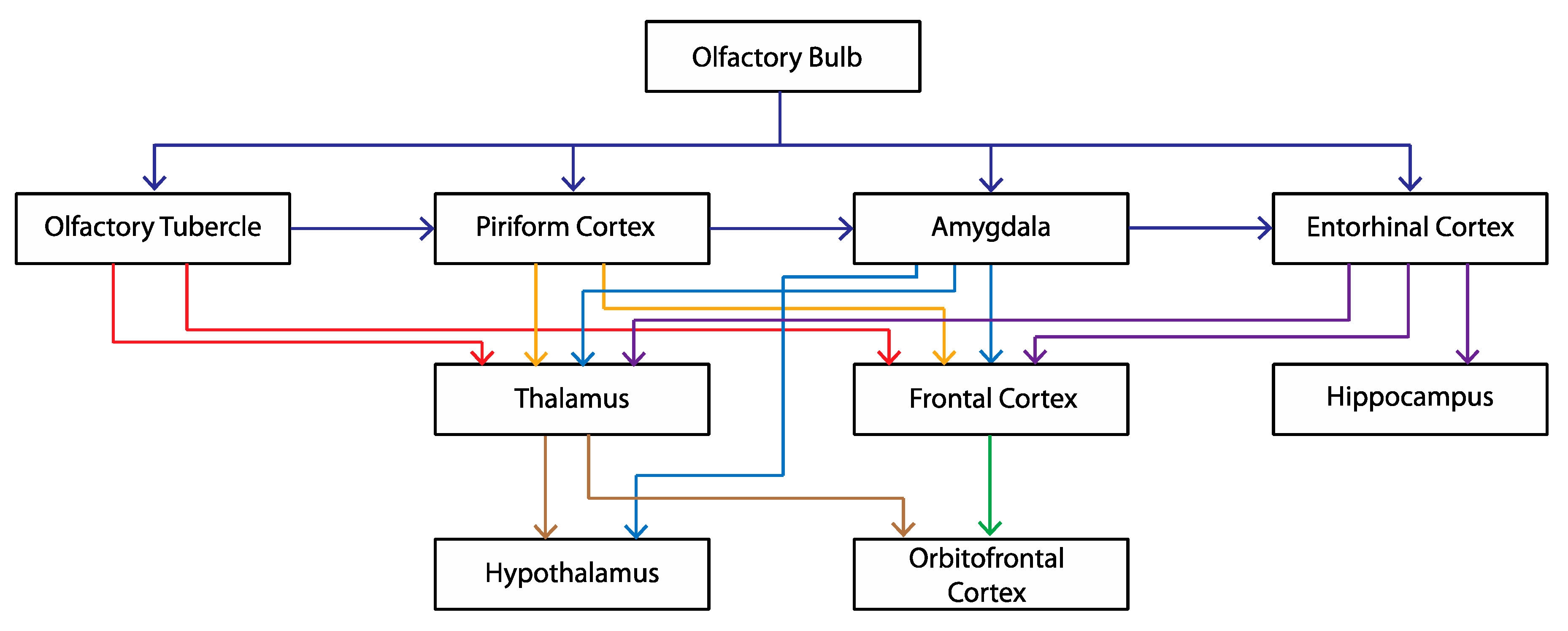 Brainsci 15 00775 g007