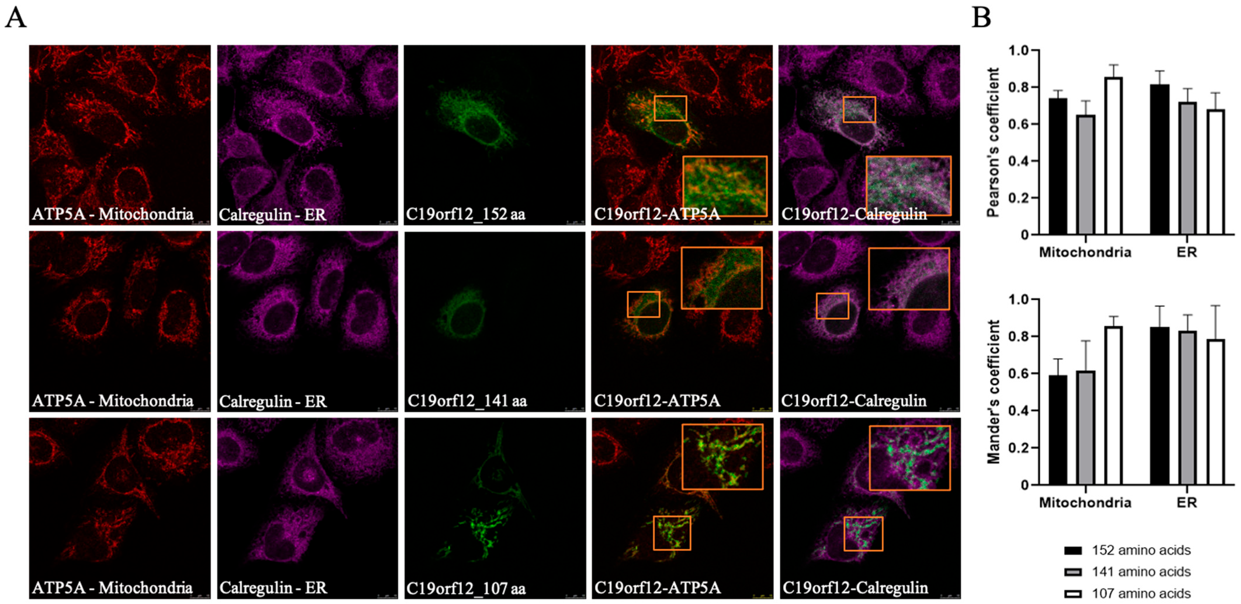 Brainsci 15 00777 g004