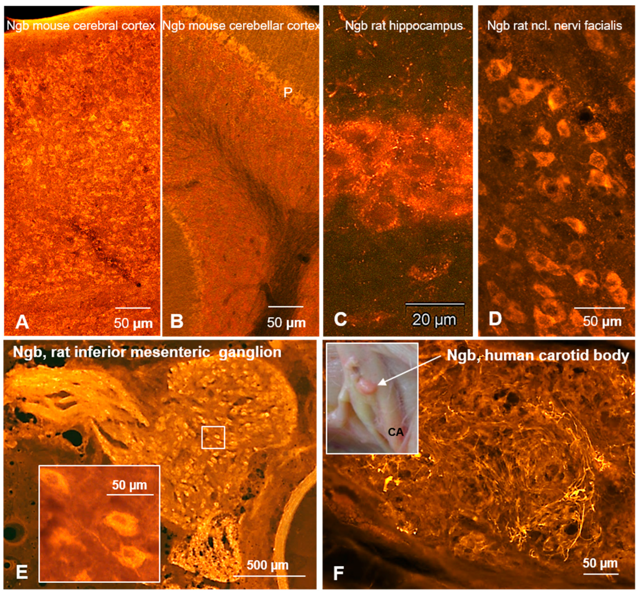 Brainsci 15 00784 g001