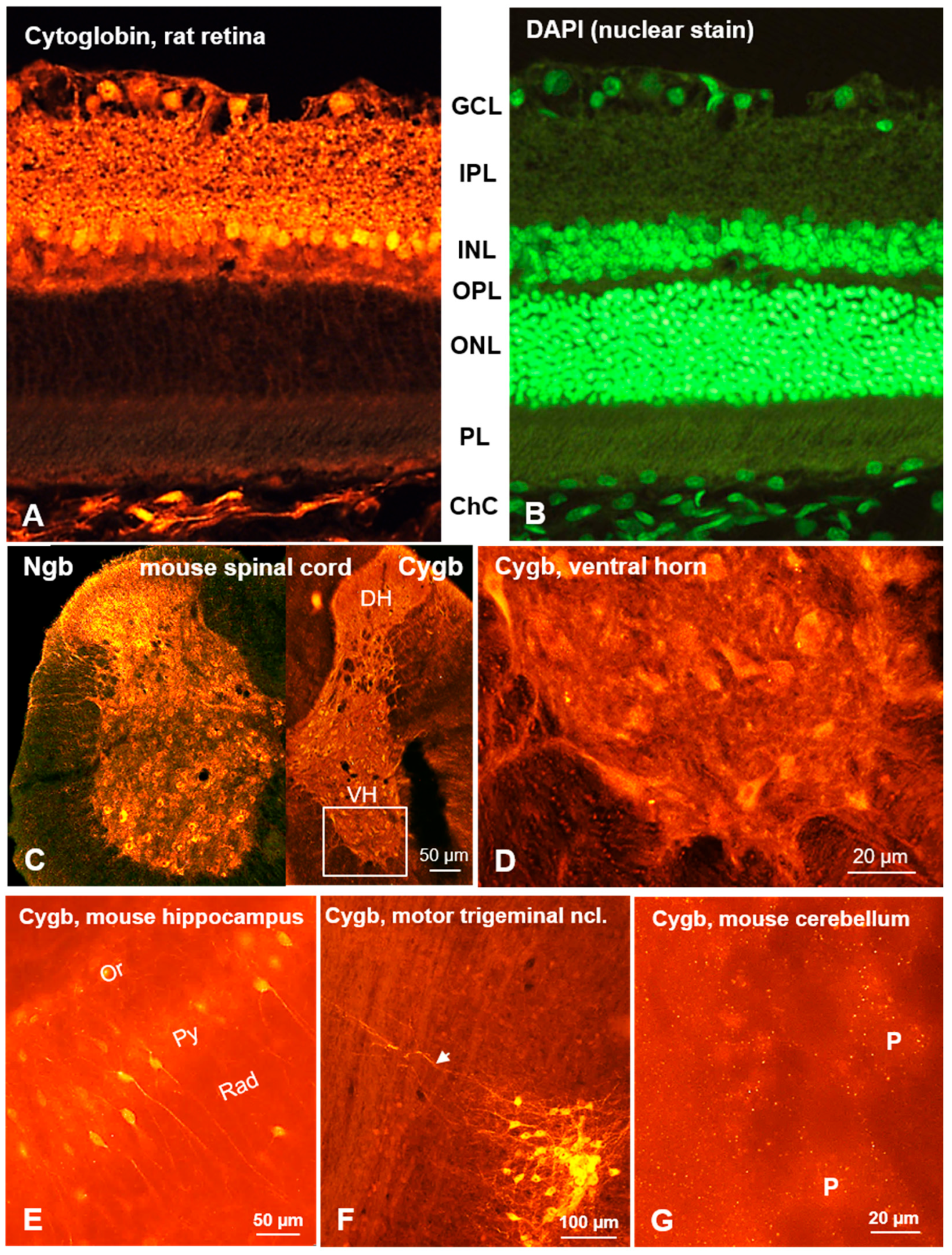 Brainsci 15 00784 g002
