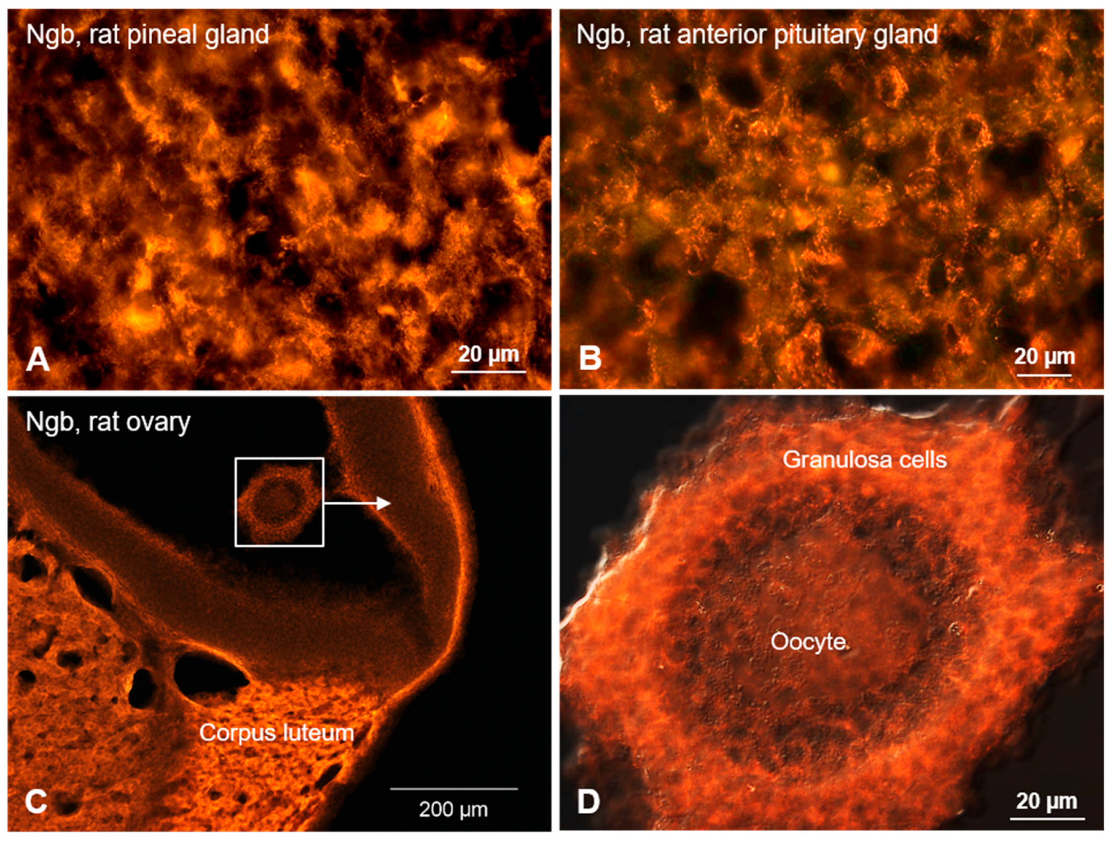 Brainsci 15 00784 g003