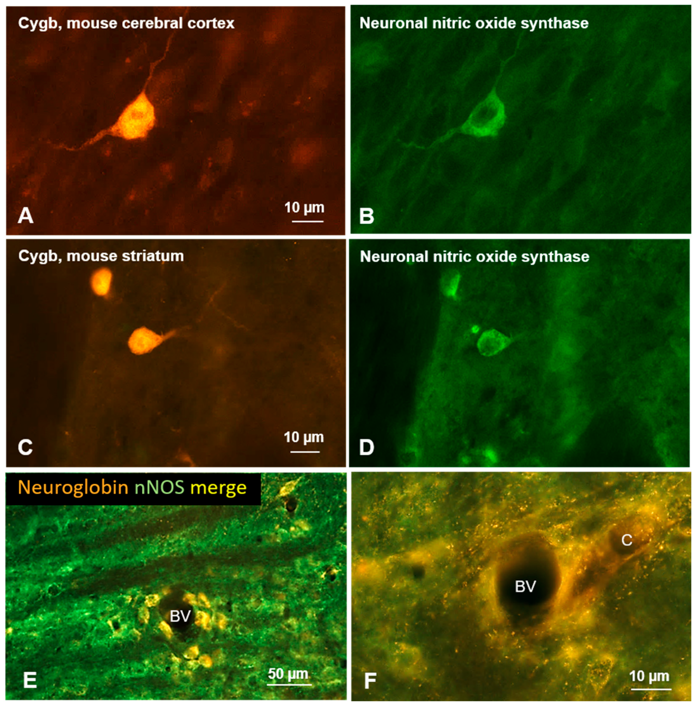 Brainsci 15 00784 g004