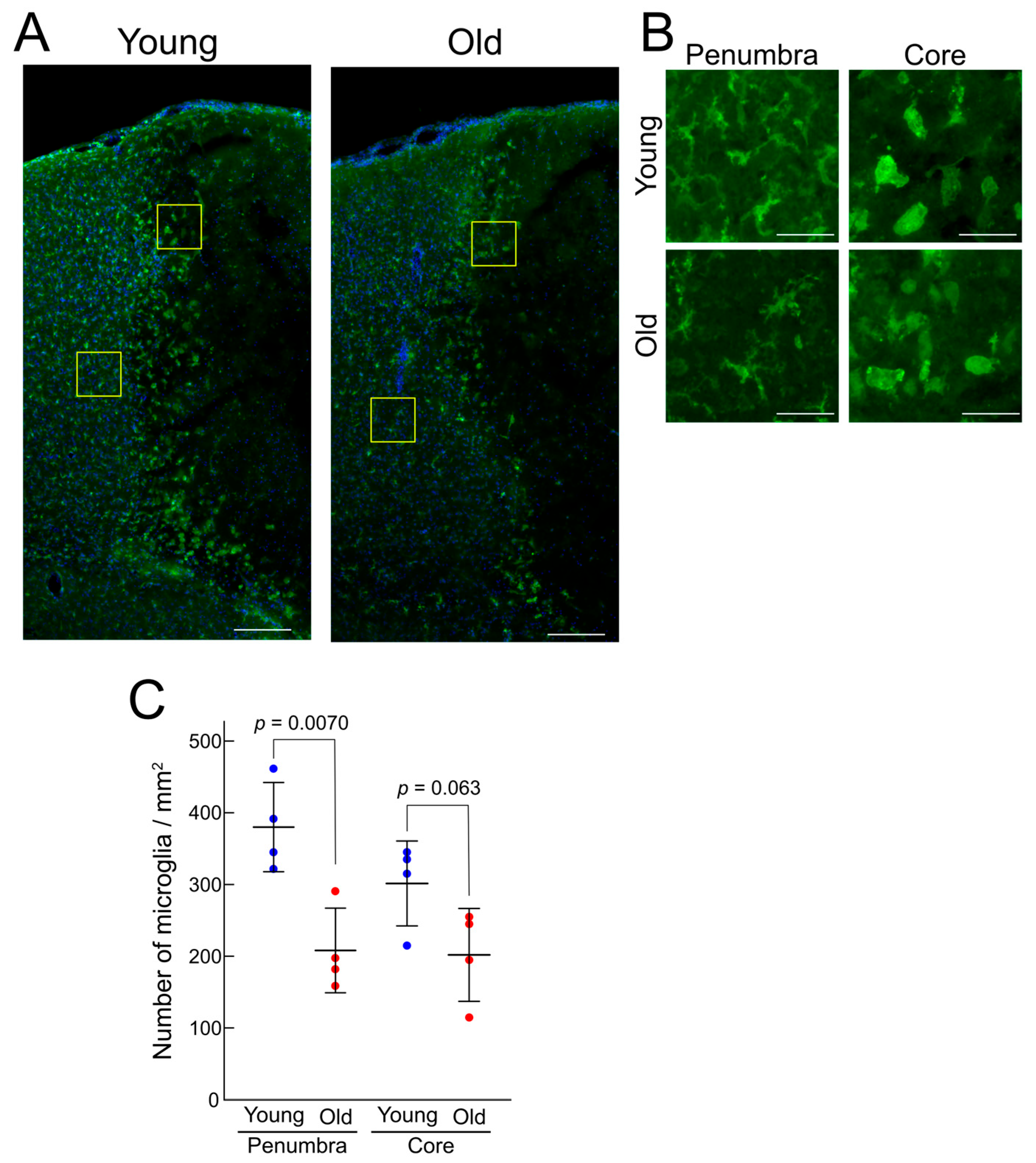 Brainsci 15 00810 g002