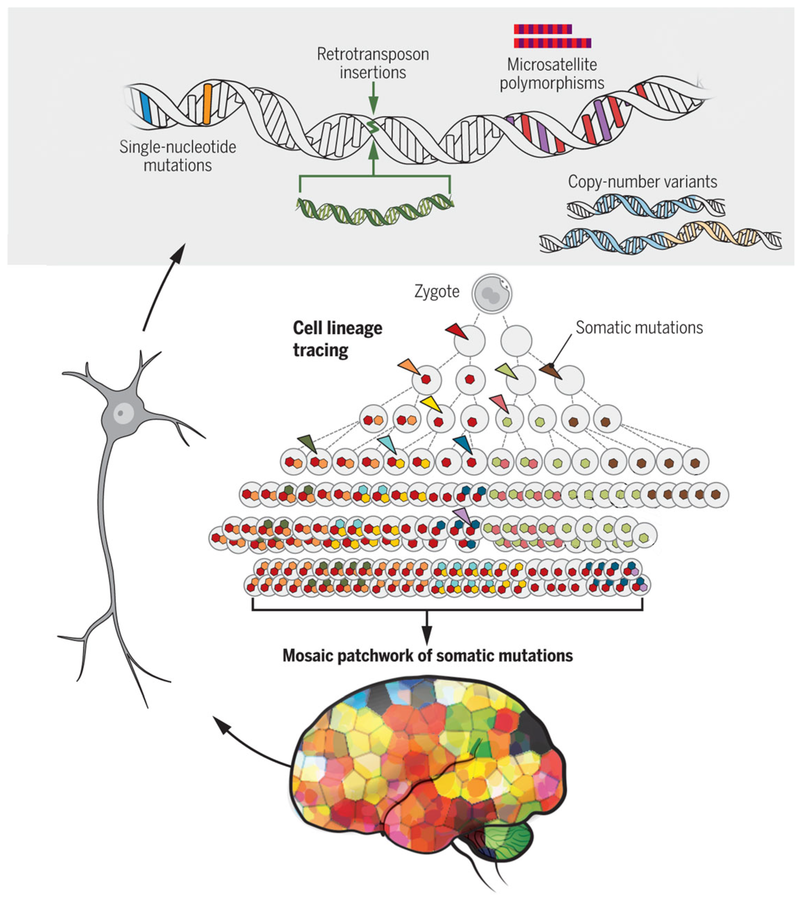 Brainsci 15 00814 g004 Brainsci 15 00814 g004