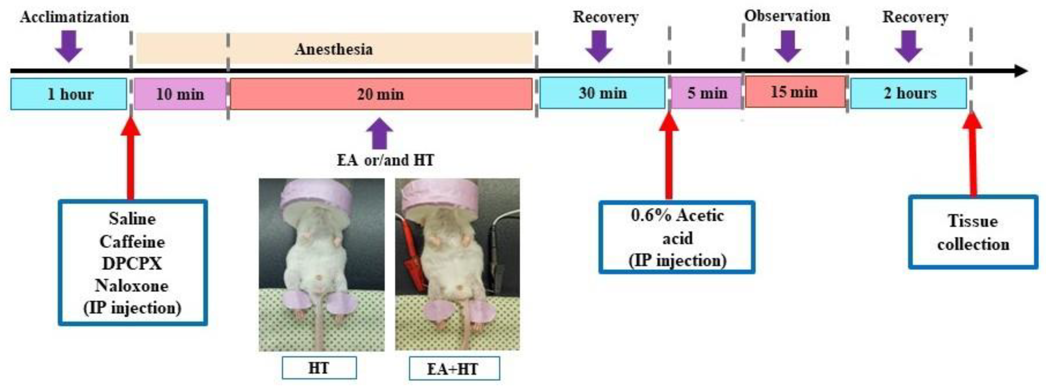 Brainsci 15 00822 g001