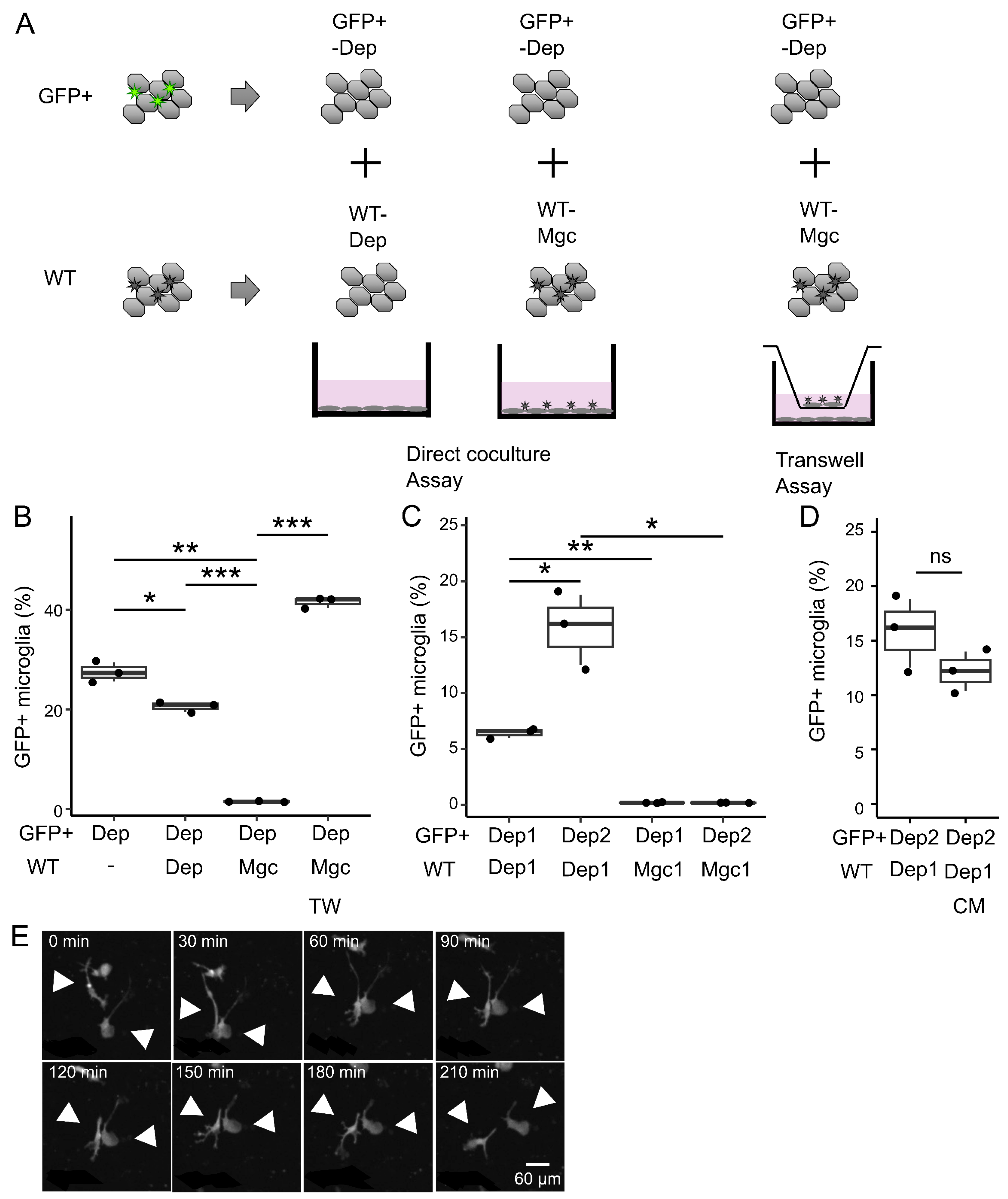 Brainsci 15 00825 g005