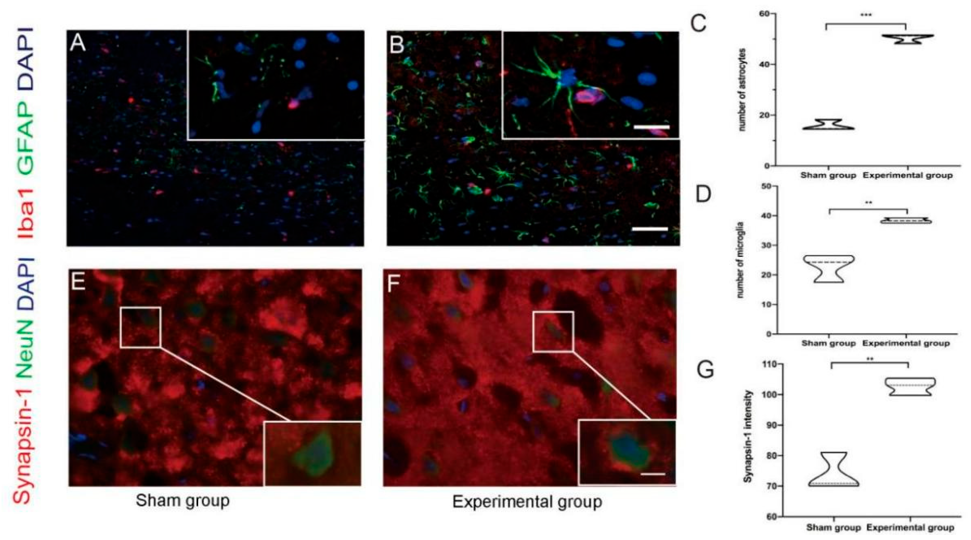 Brainsci 15 00837 g002