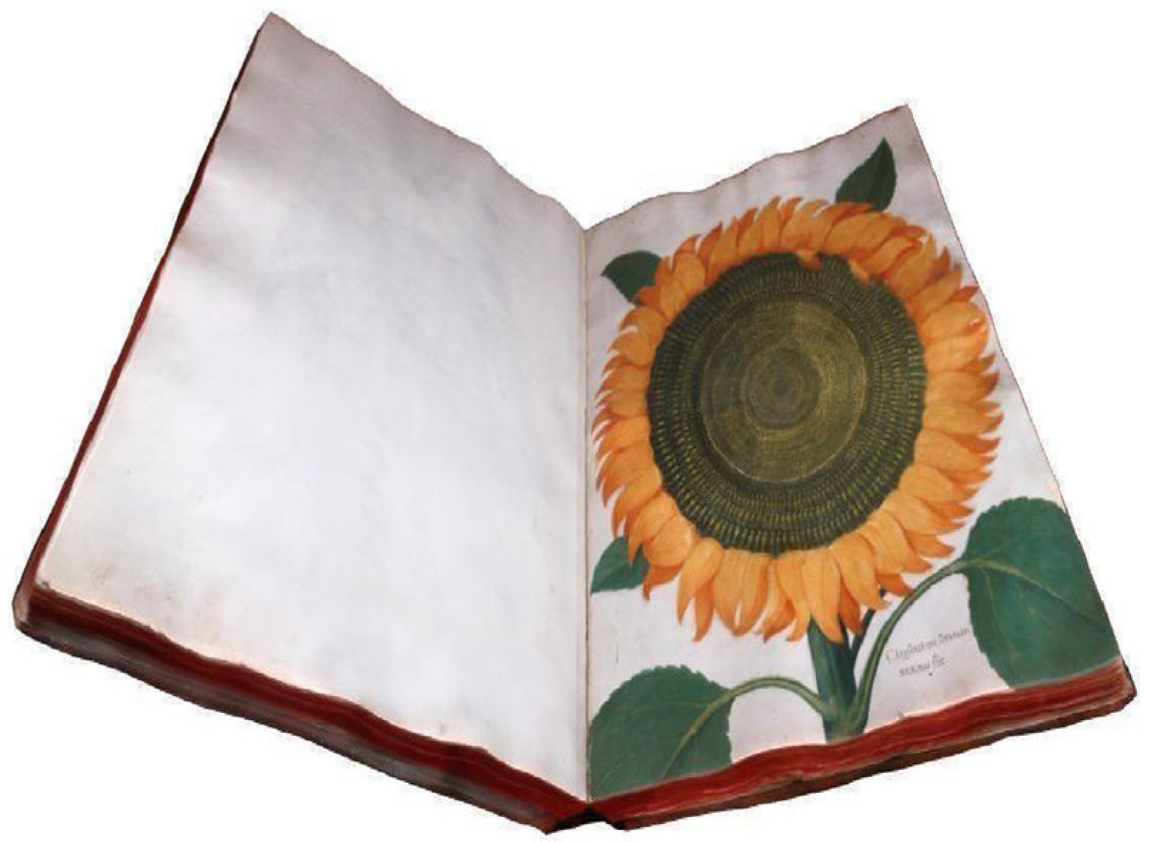 Brainsci 15 00852 g003