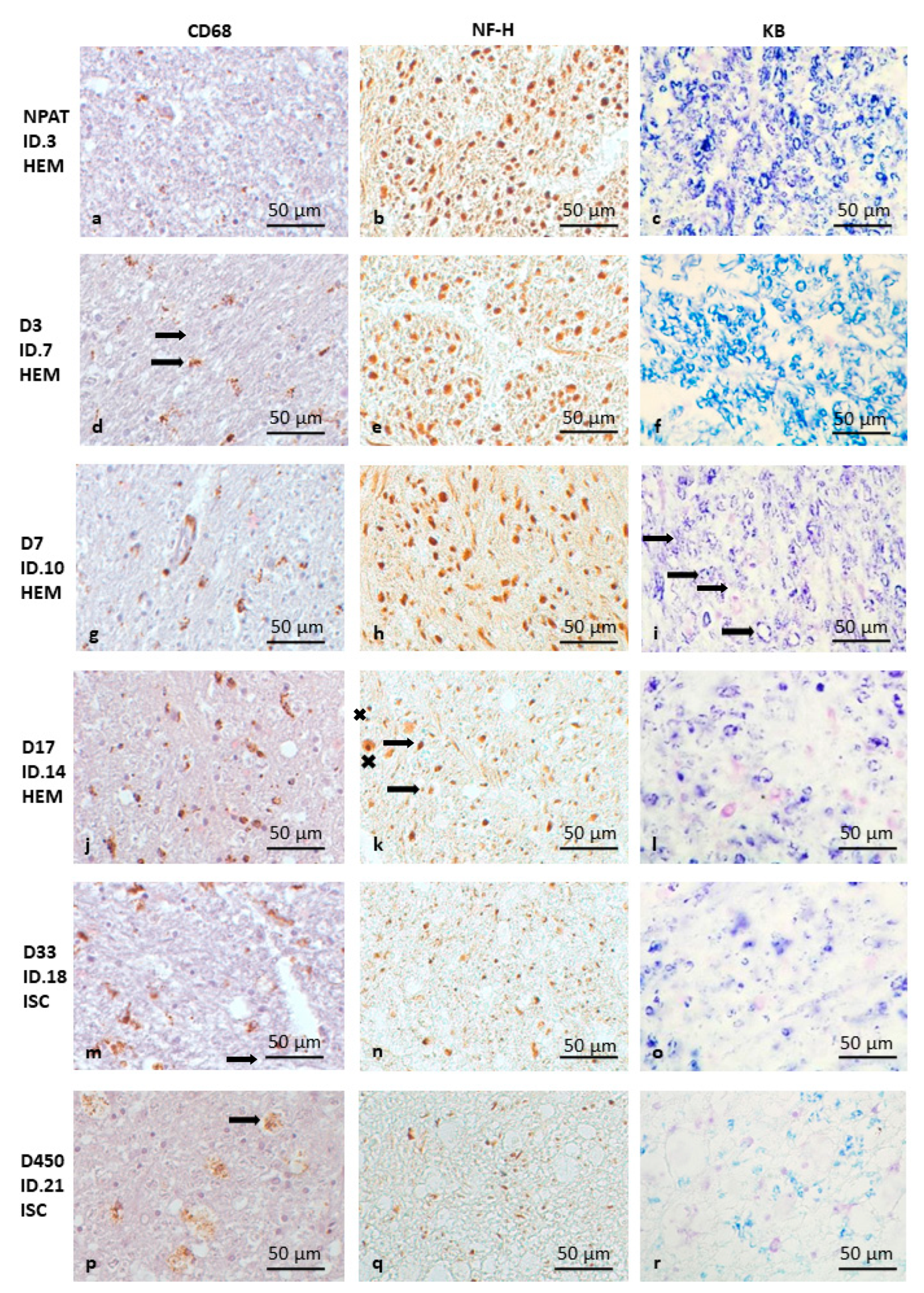 Brainsci 15 00864 g001 Brainsci 15 00864 g001