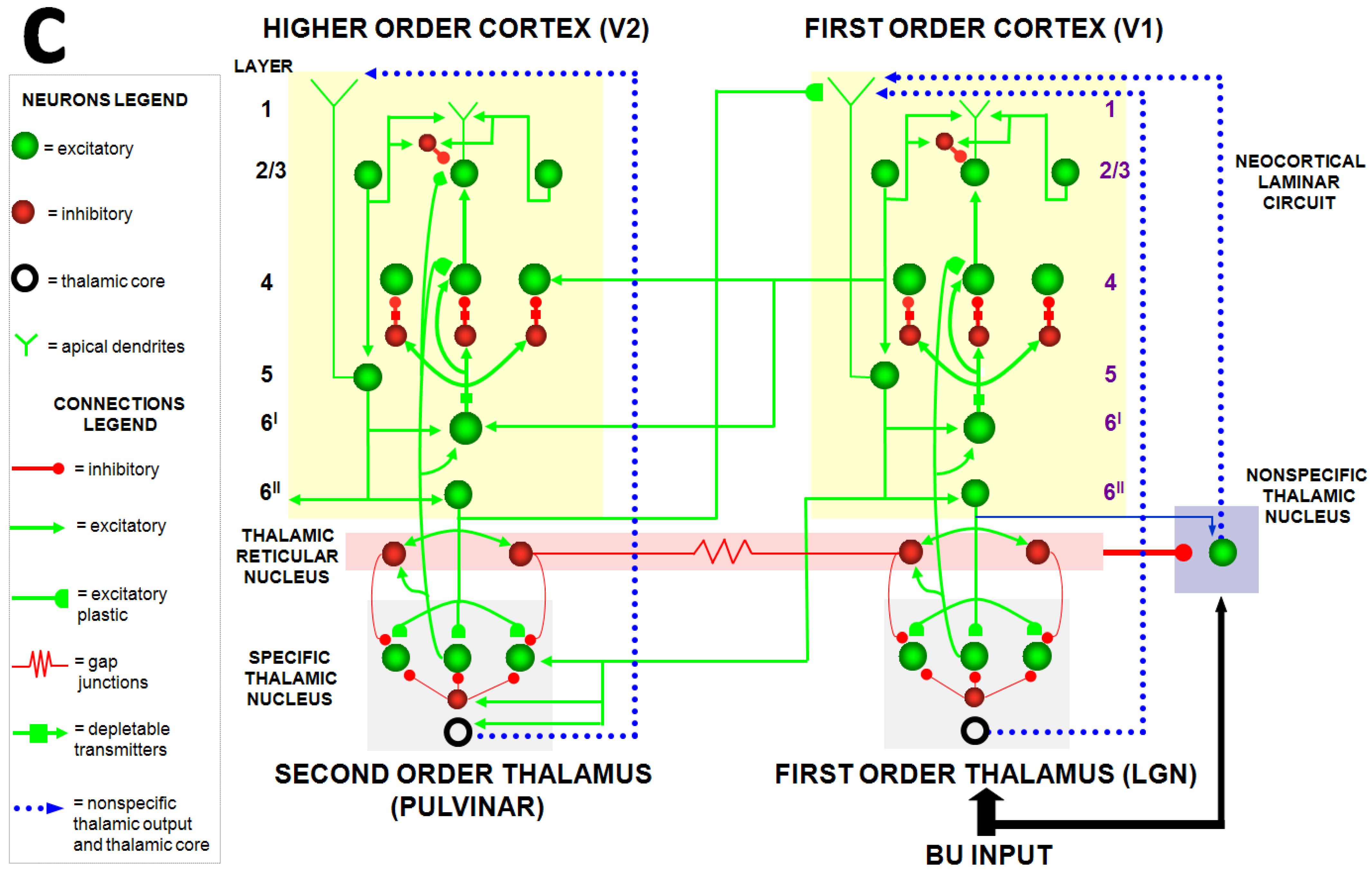 Brainsci 15 00870 g011