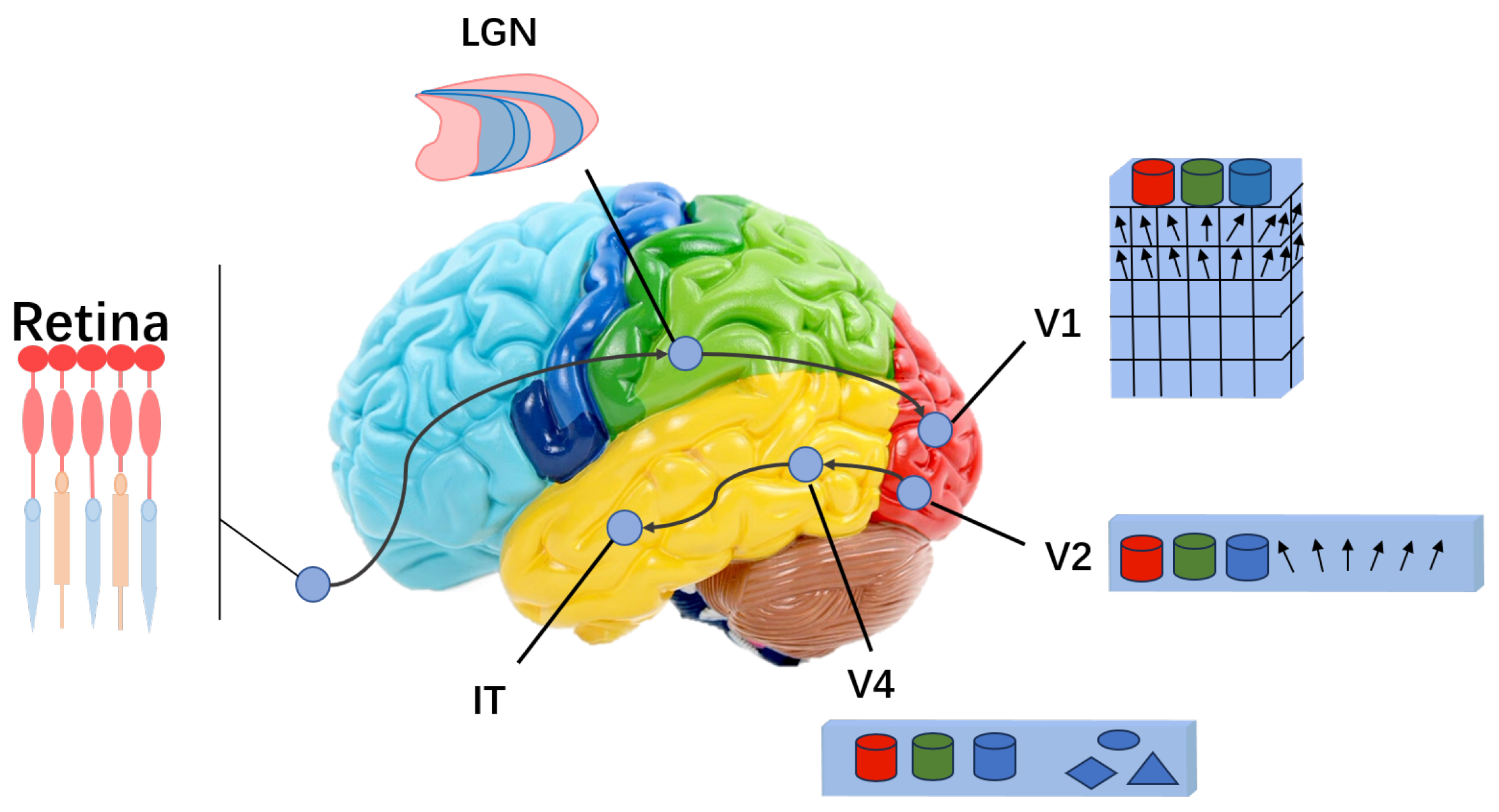 Brainsci 15 00882 g001