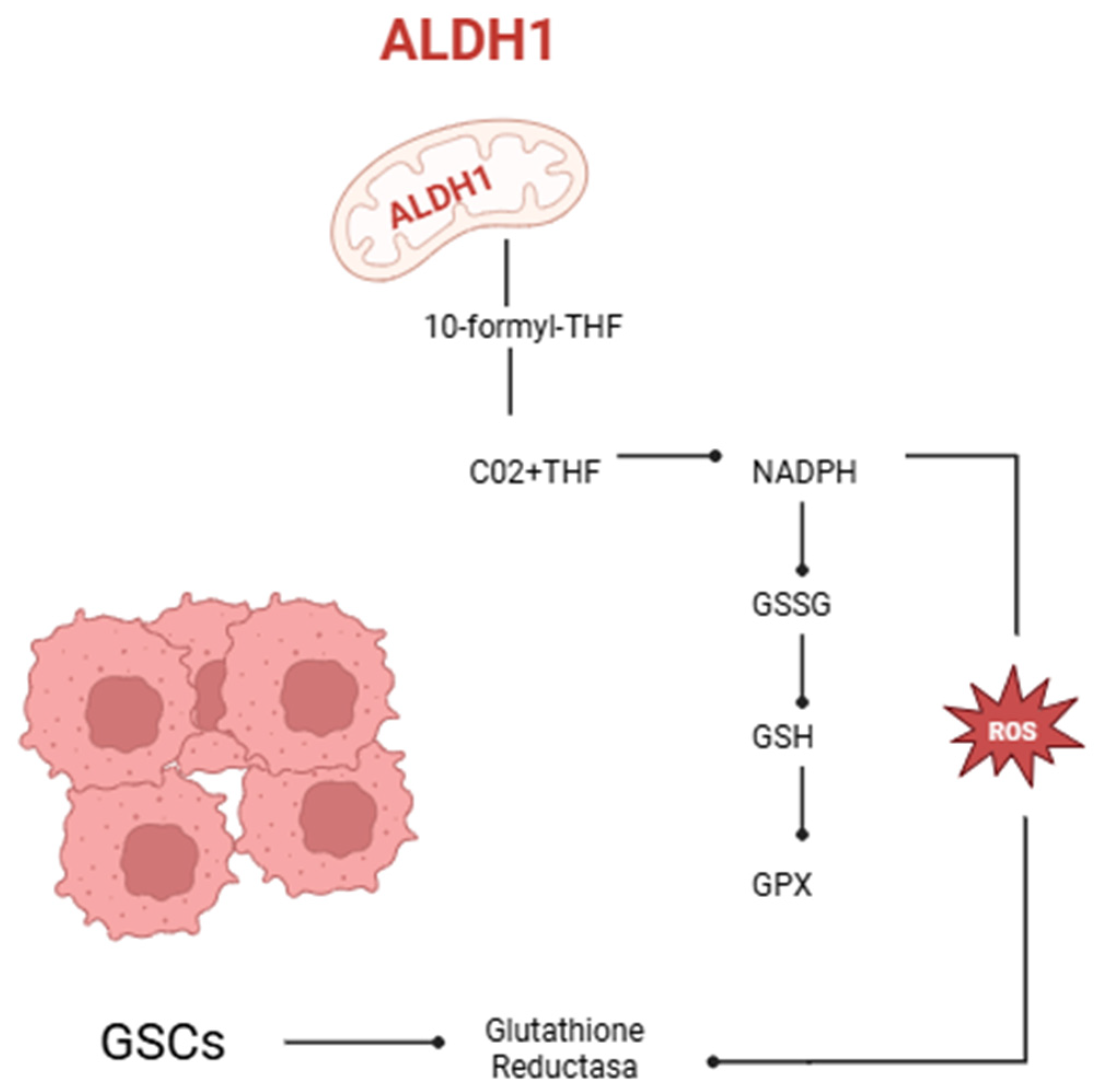 Brainsci 15 00884 g001