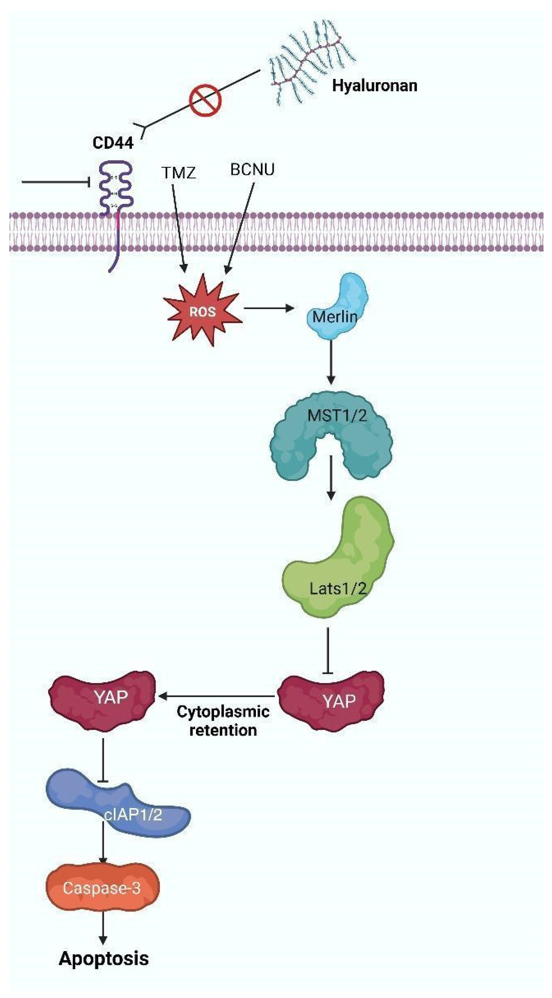 Brainsci 15 00884 g002