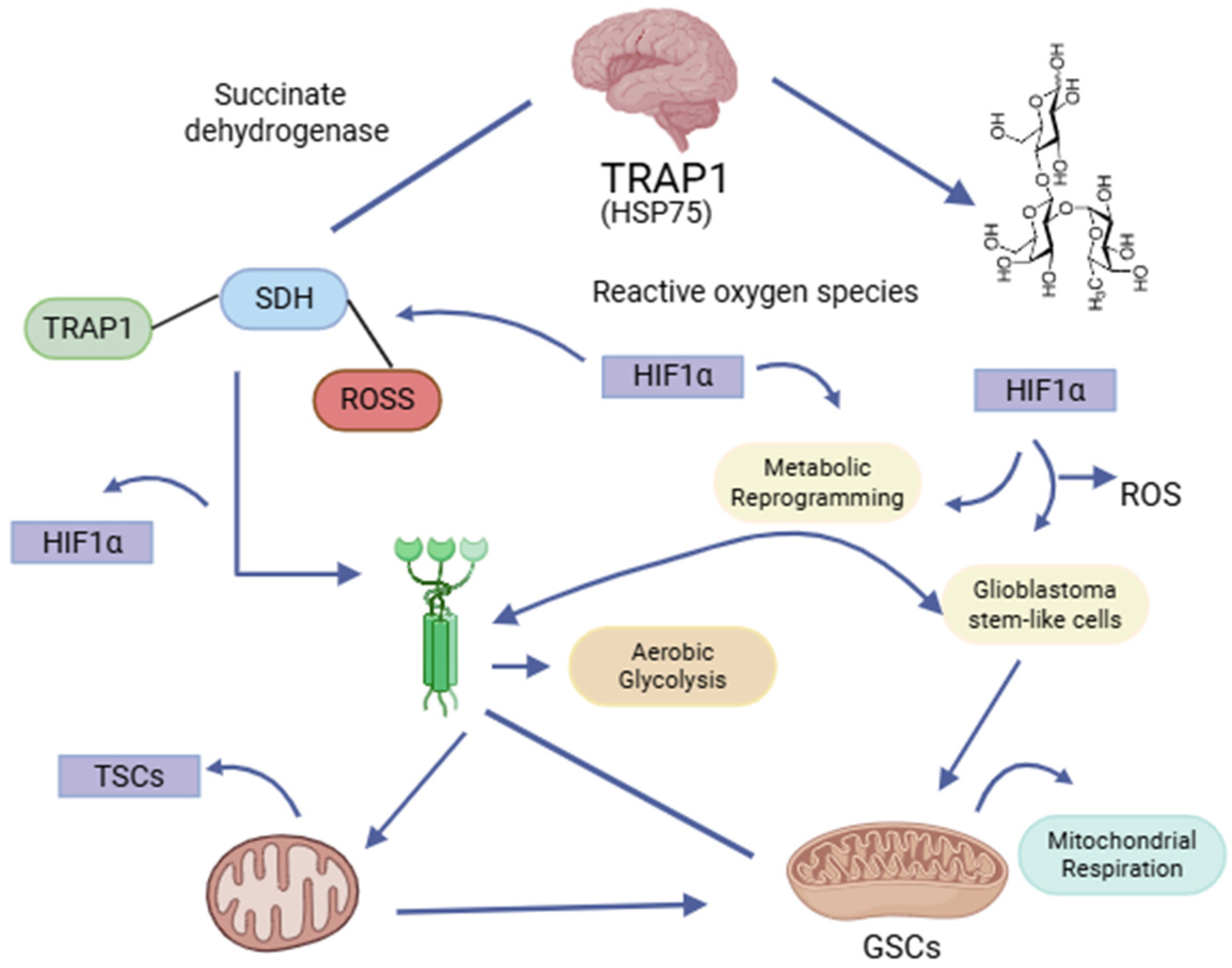 Brainsci 15 00884 g003