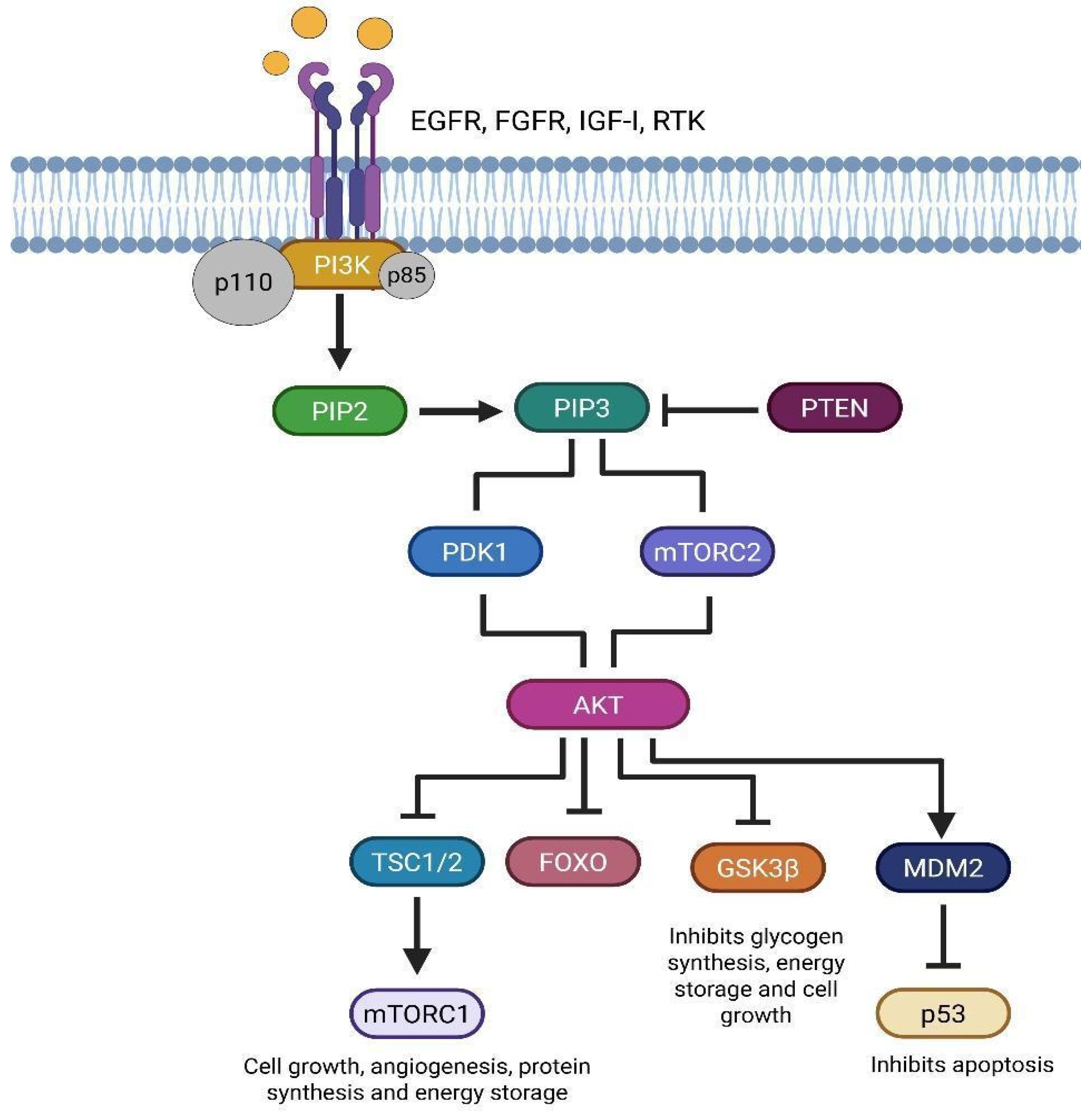 Brainsci 15 00884 g005