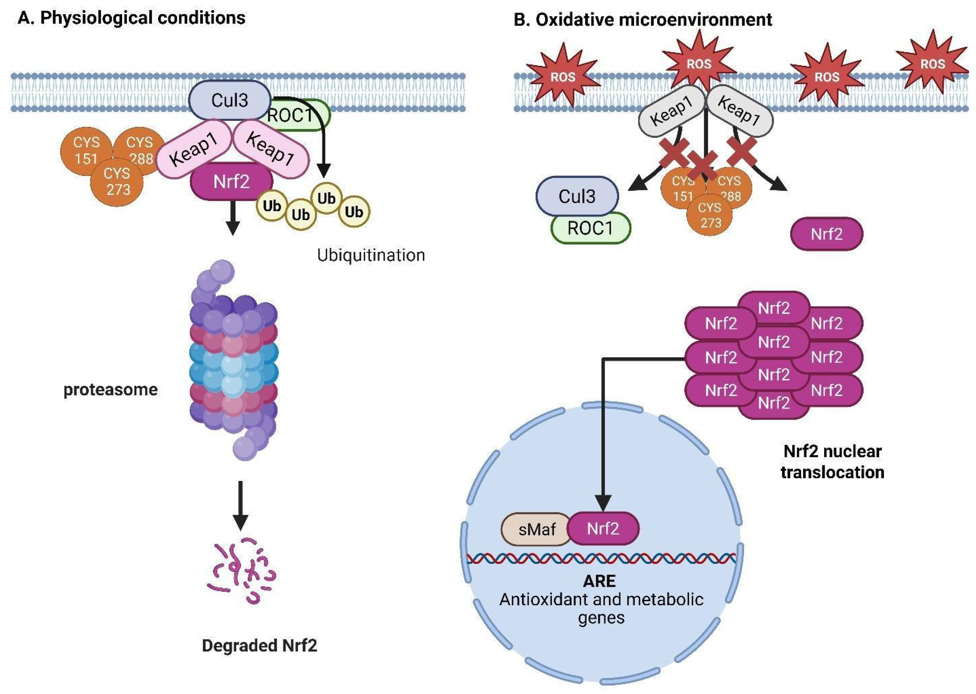 Brainsci 15 00884 g006