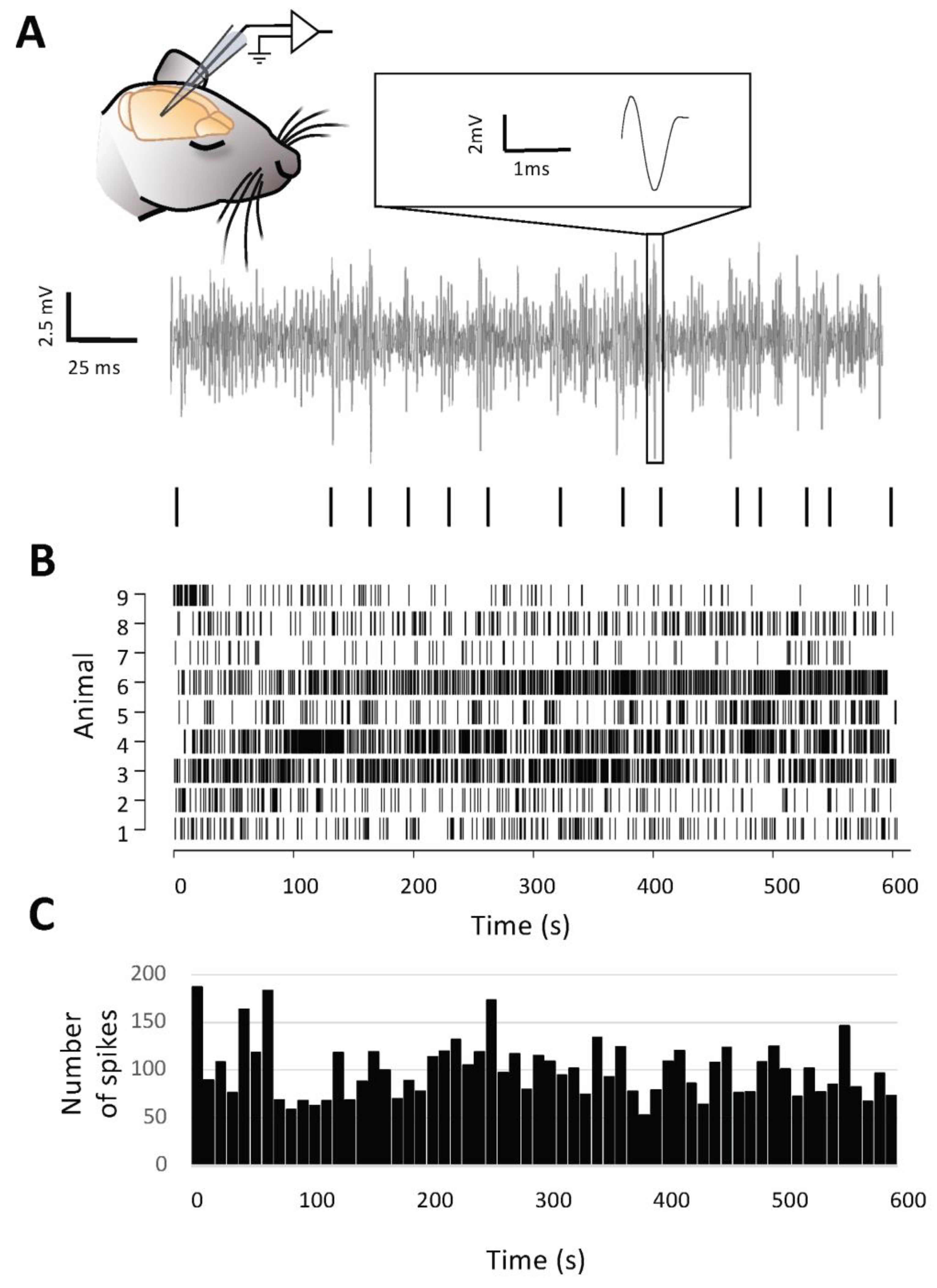 Brainsci 15 00885 g001 Brainsci 15 00885 g001