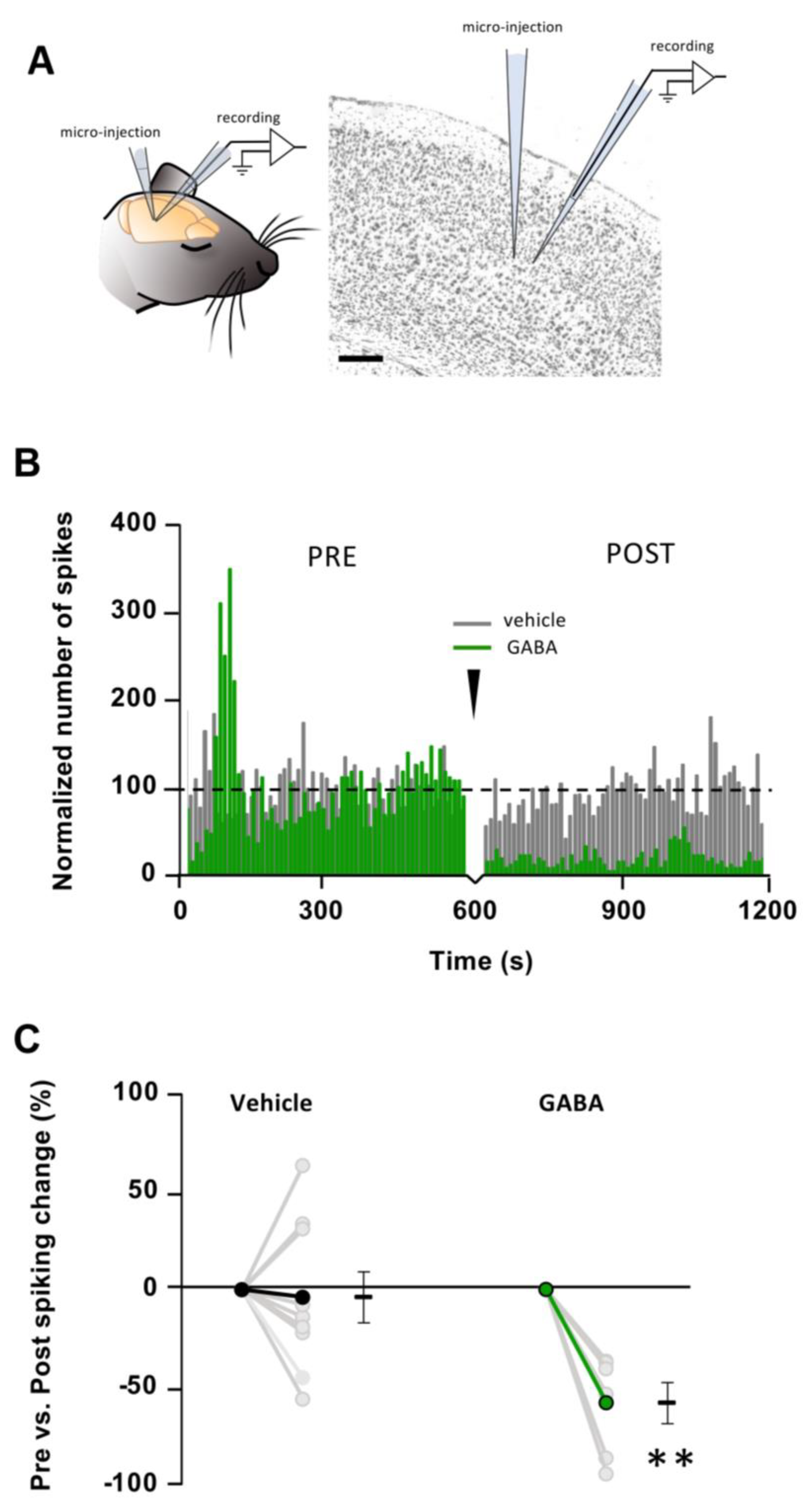Brainsci 15 00885 g002 Brainsci 15 00885 g002