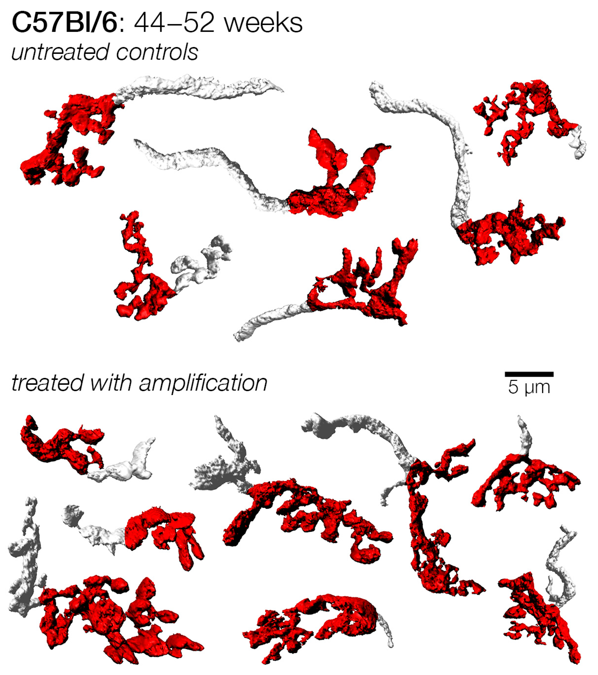 Brainsci 15 00888 g012 Brainsci 15 00888 g012