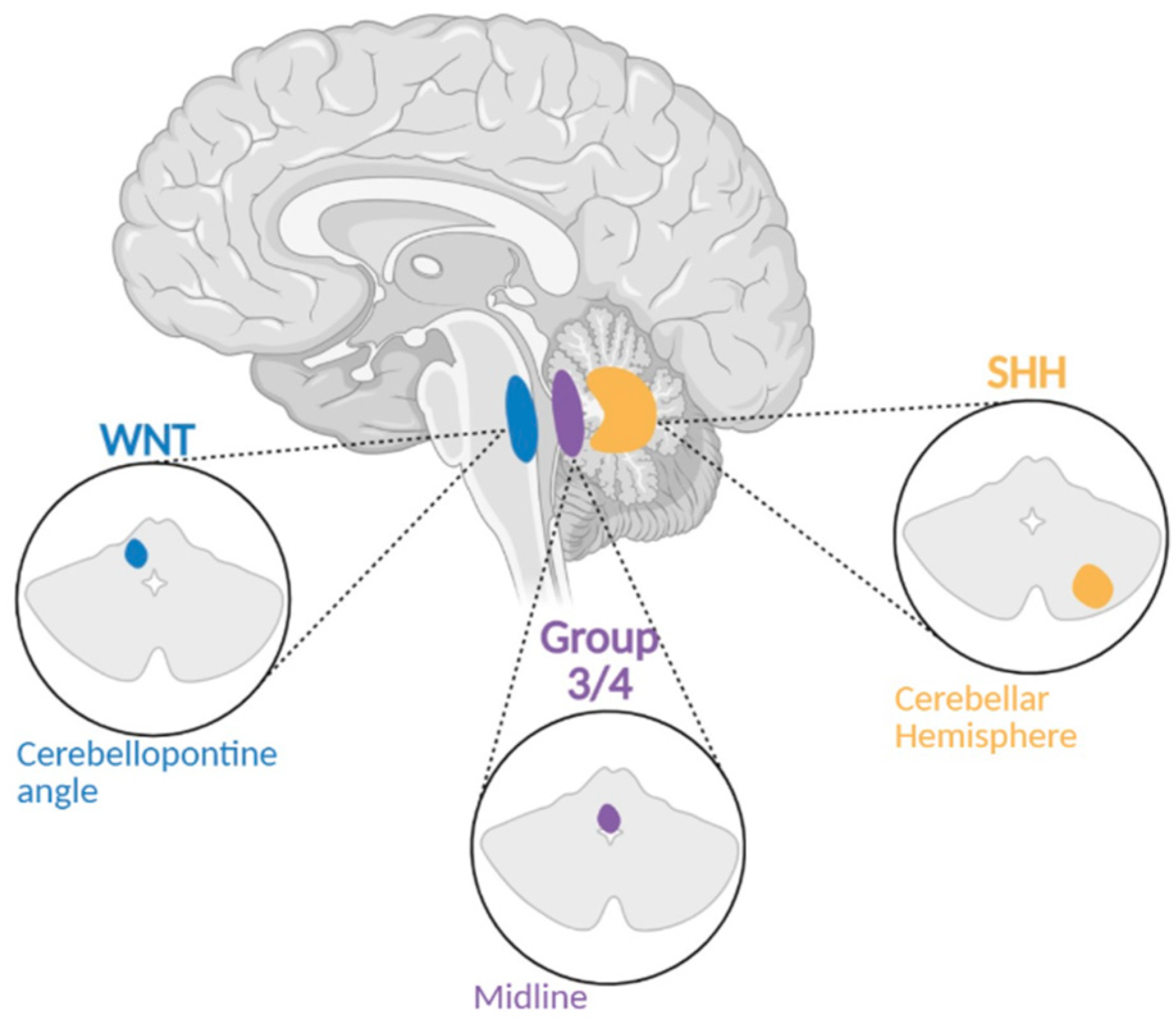 Brainsci 15 00896 g001 Brainsci 15 00896 g001