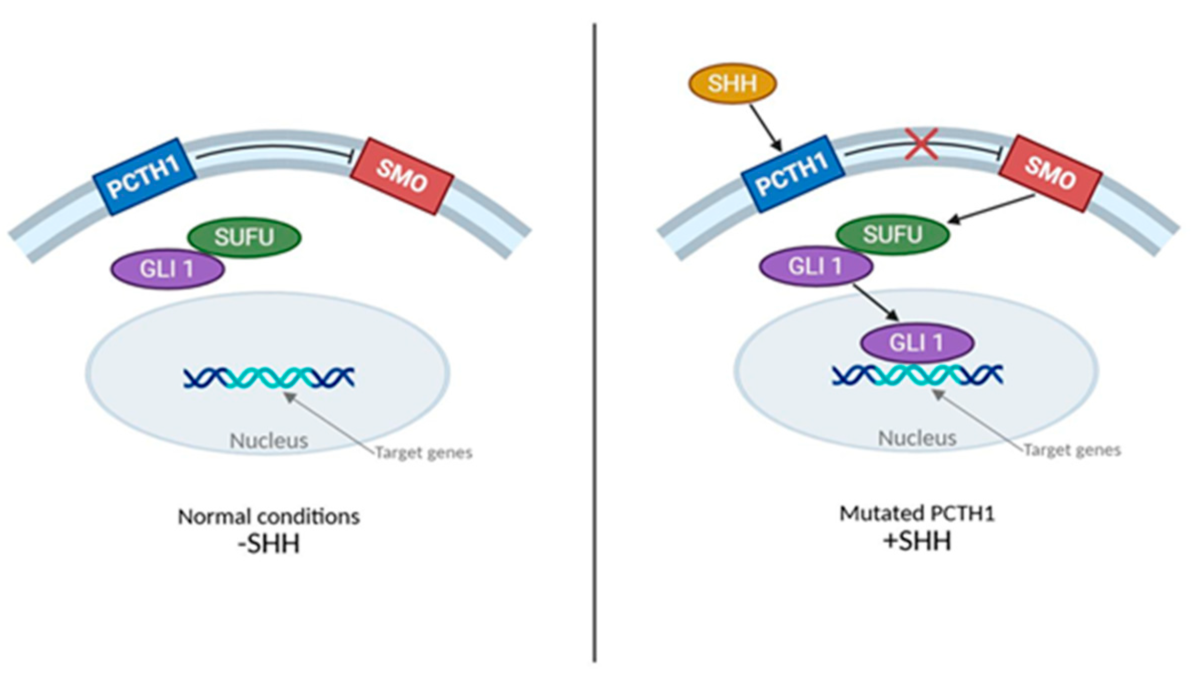 Brainsci 15 00896 g002 Brainsci 15 00896 g002