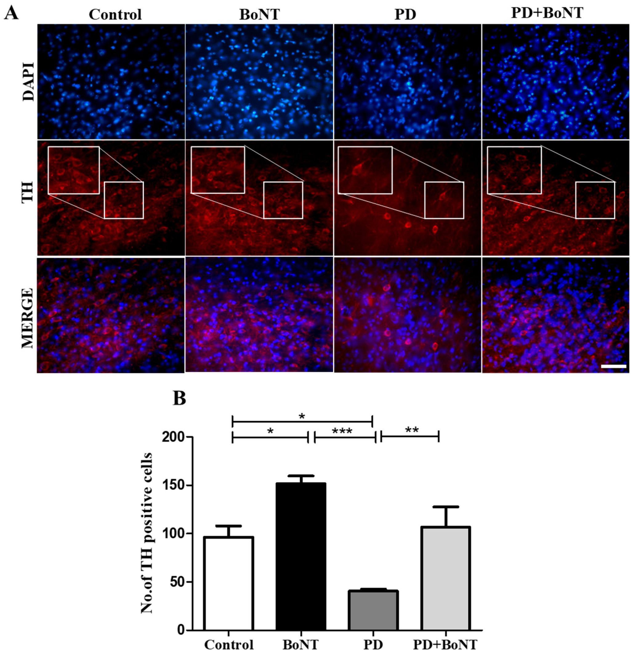 Brainsci 15 00916 g007 Brainsci 15 00916 g007