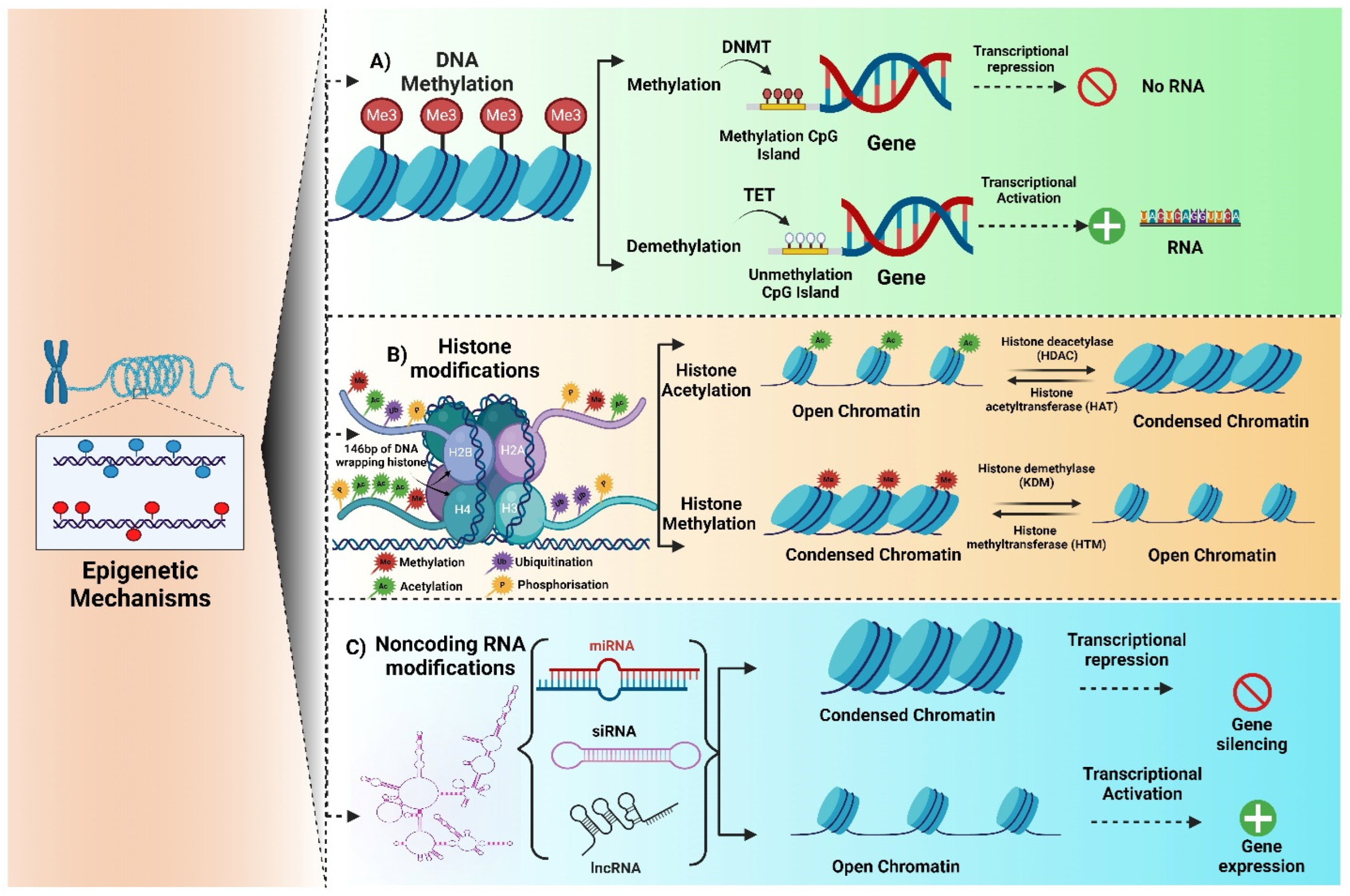 Brainsci 15 00927 g001 Brainsci 15 00927 g001