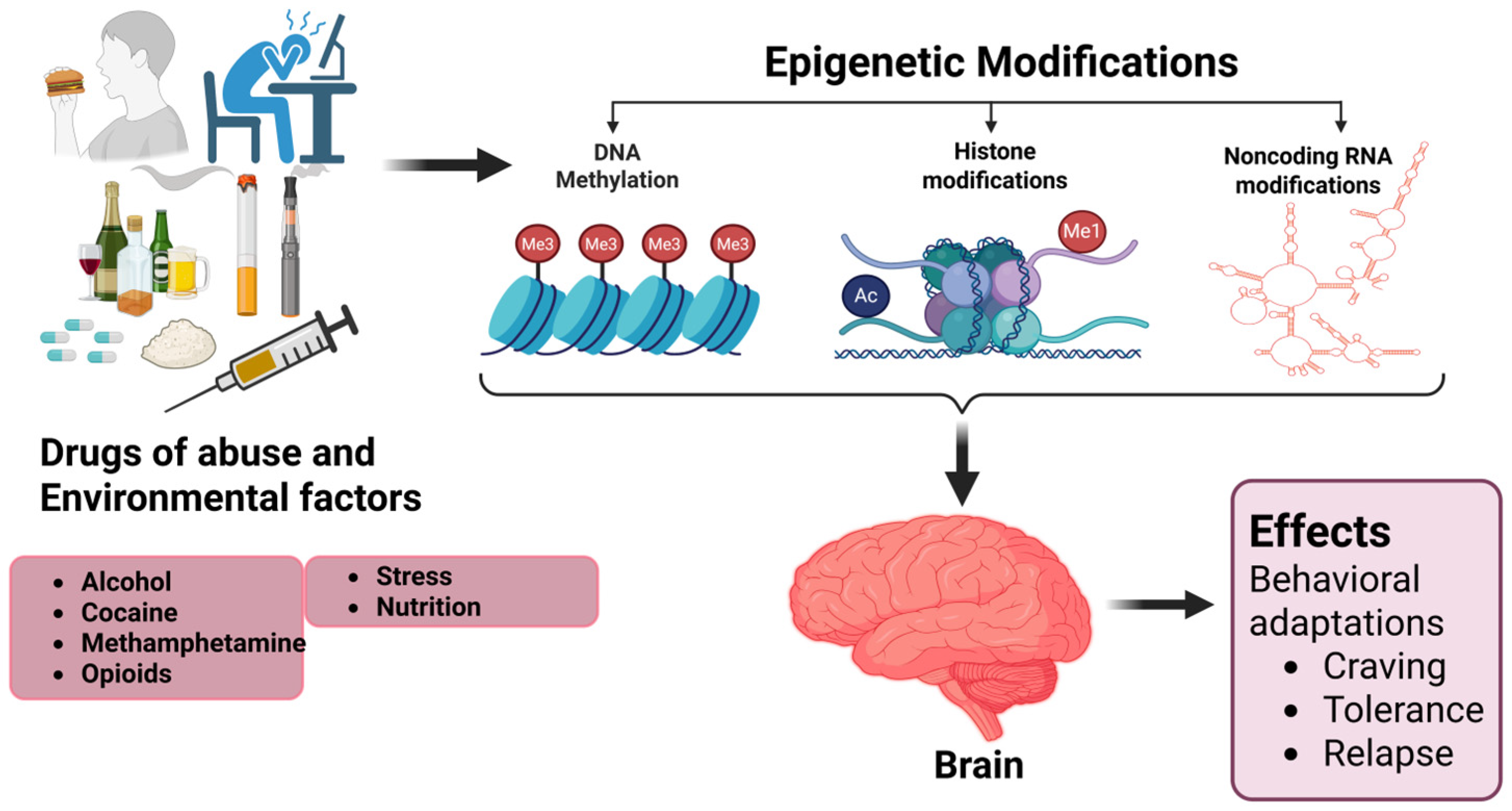 Brainsci 15 00927 g003 Brainsci 15 00927 g003