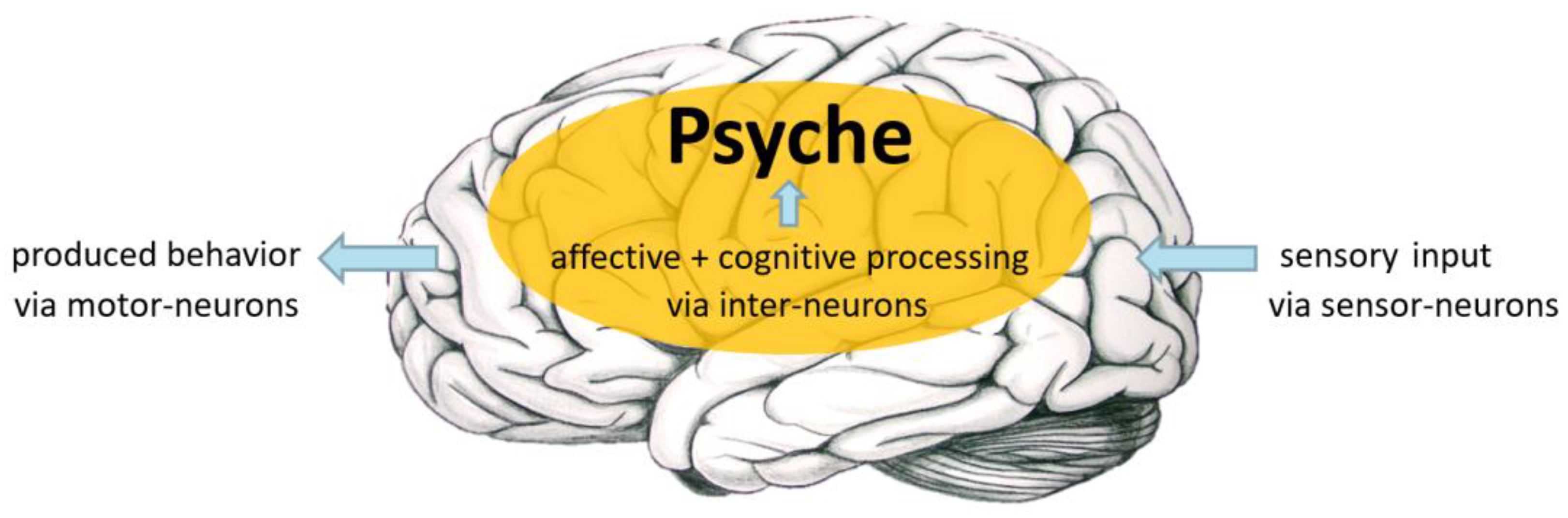 Brainsci 15 00929 g001