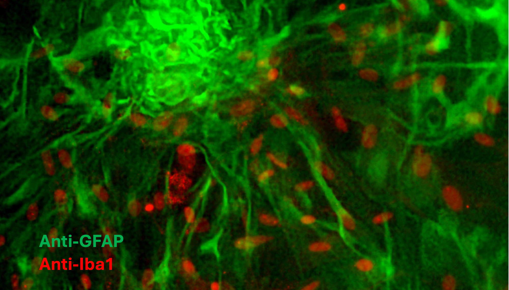 Brainsci 15 00952 g002