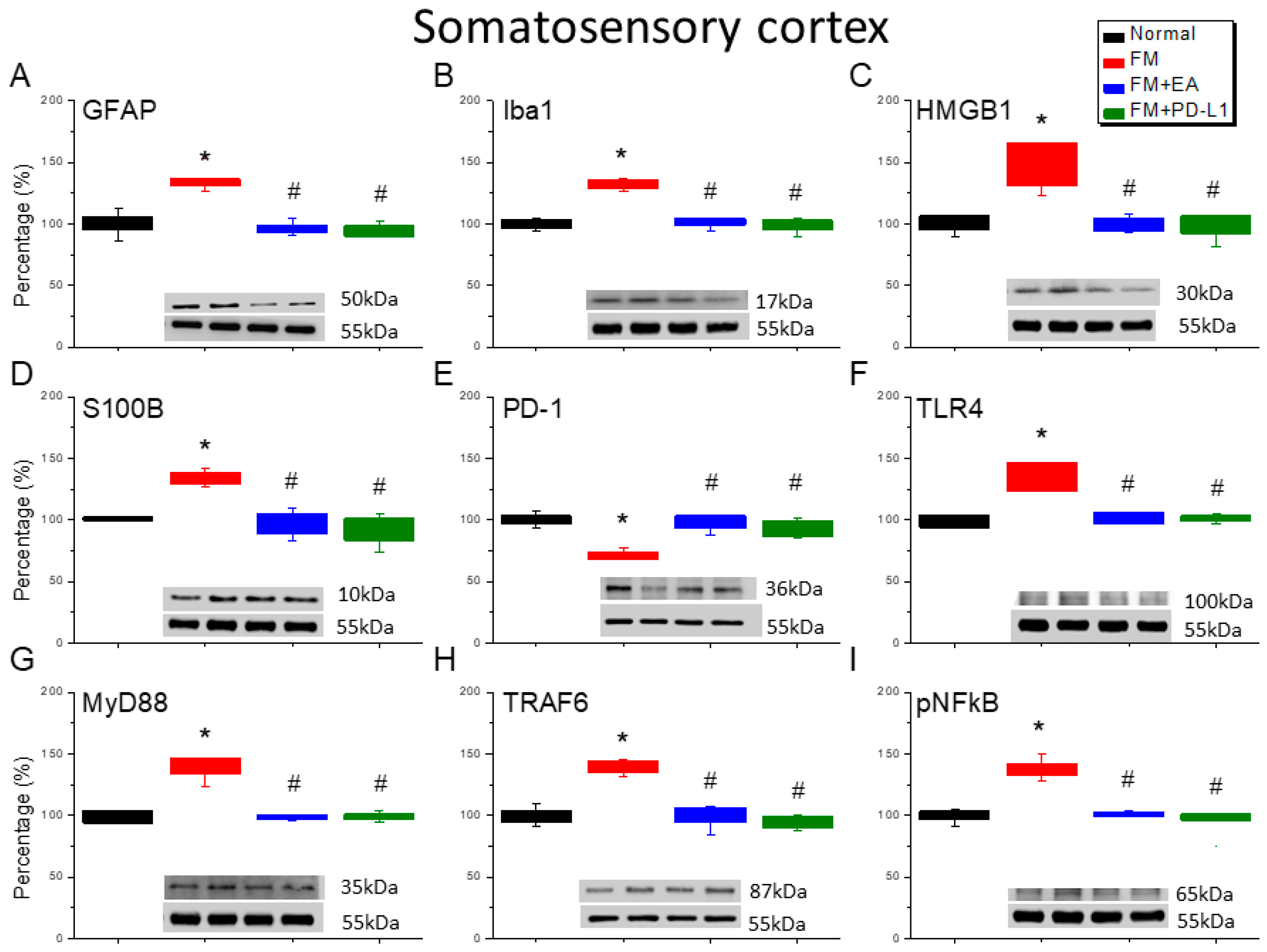 Brainsci 15 00976 g005 Brainsci 15 00976 g005