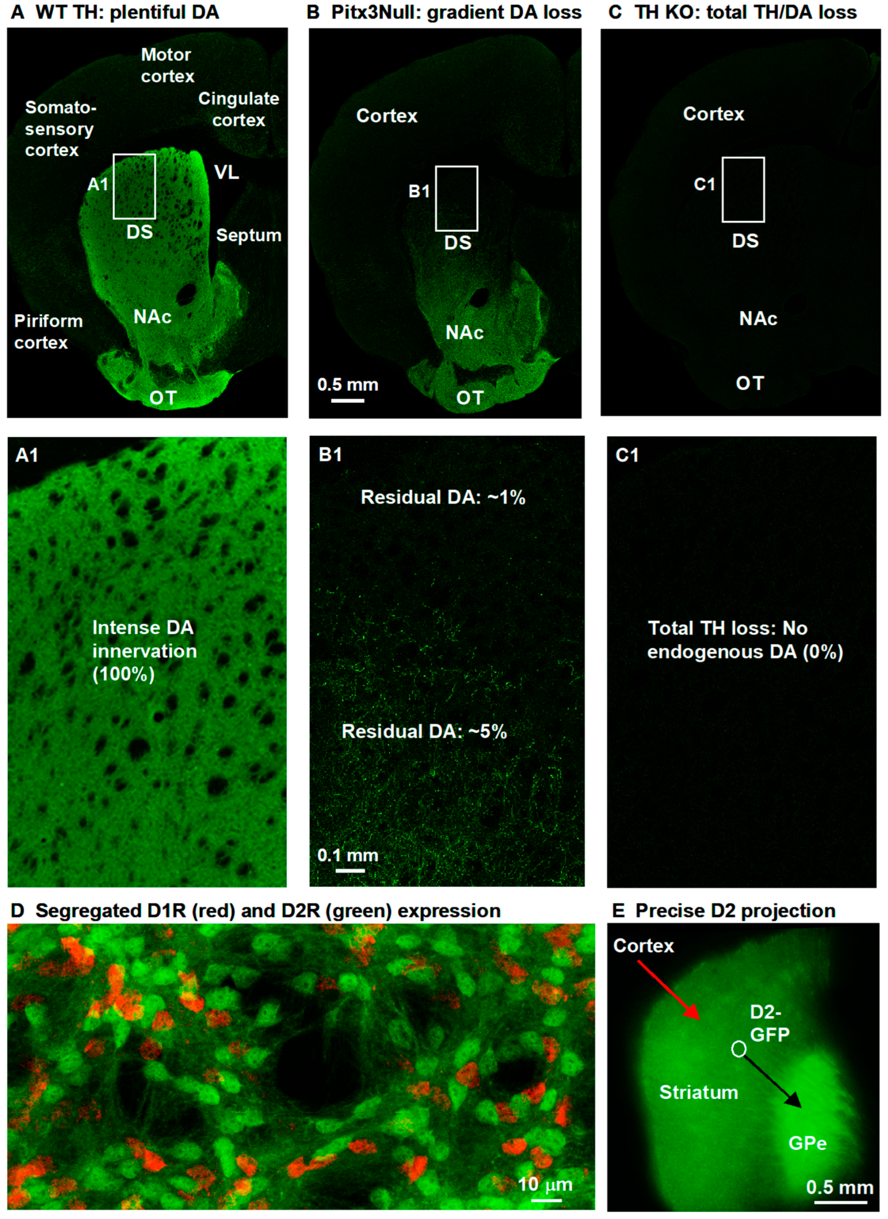 Brainsci 15 00979 g001 Brainsci 15 00979 g001