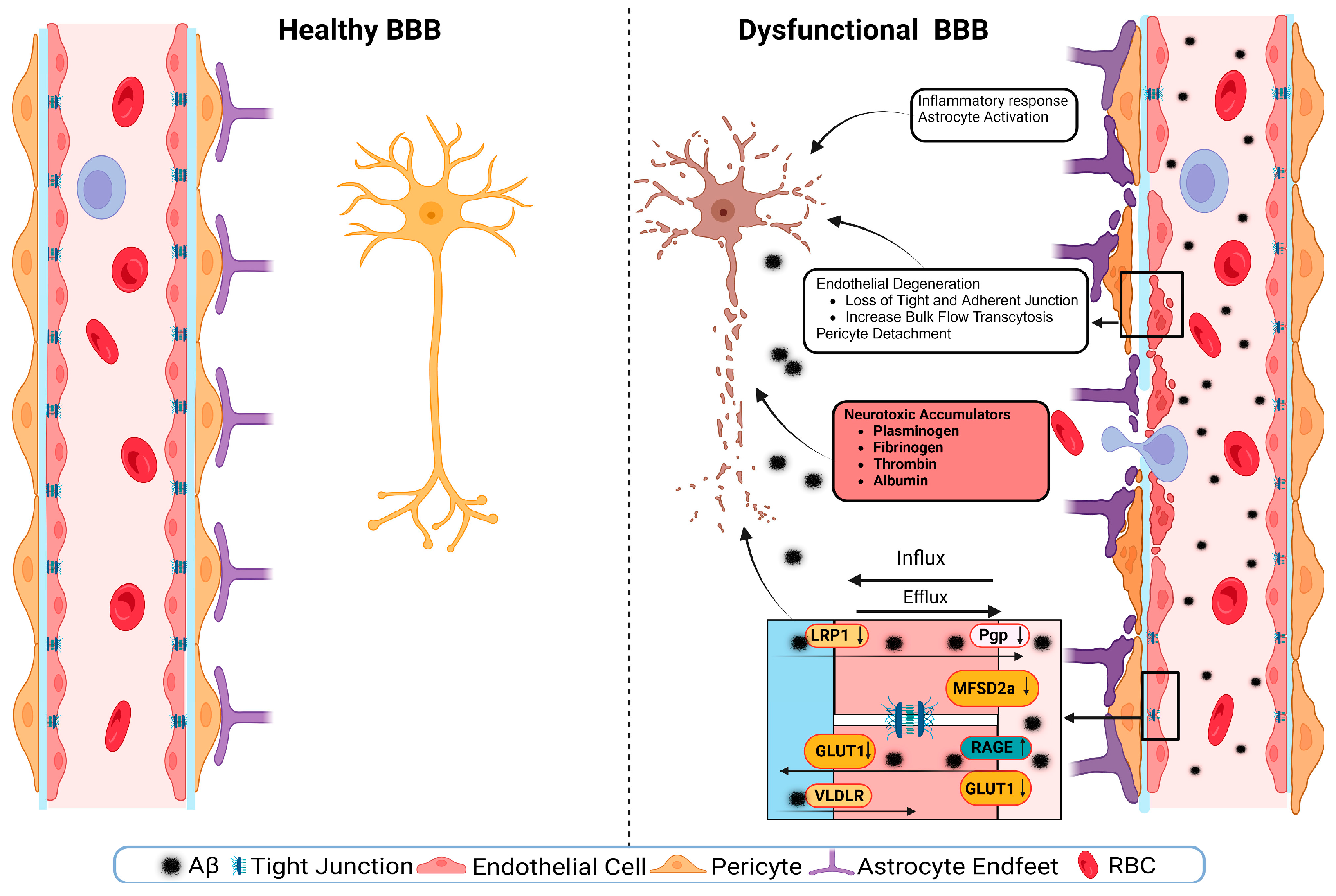 Brainsci 15 01004 g003