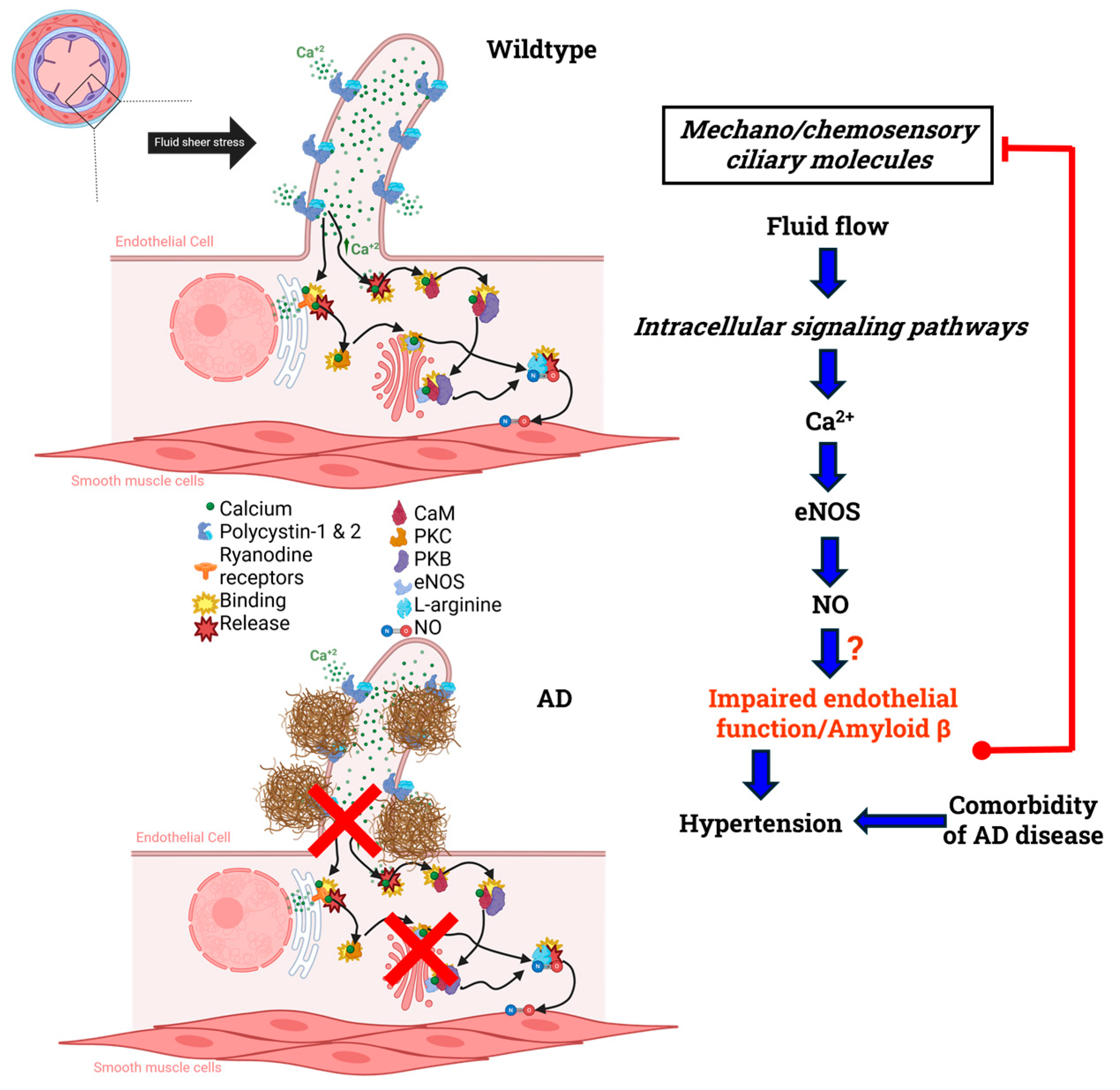 Brainsci 15 01004 g004