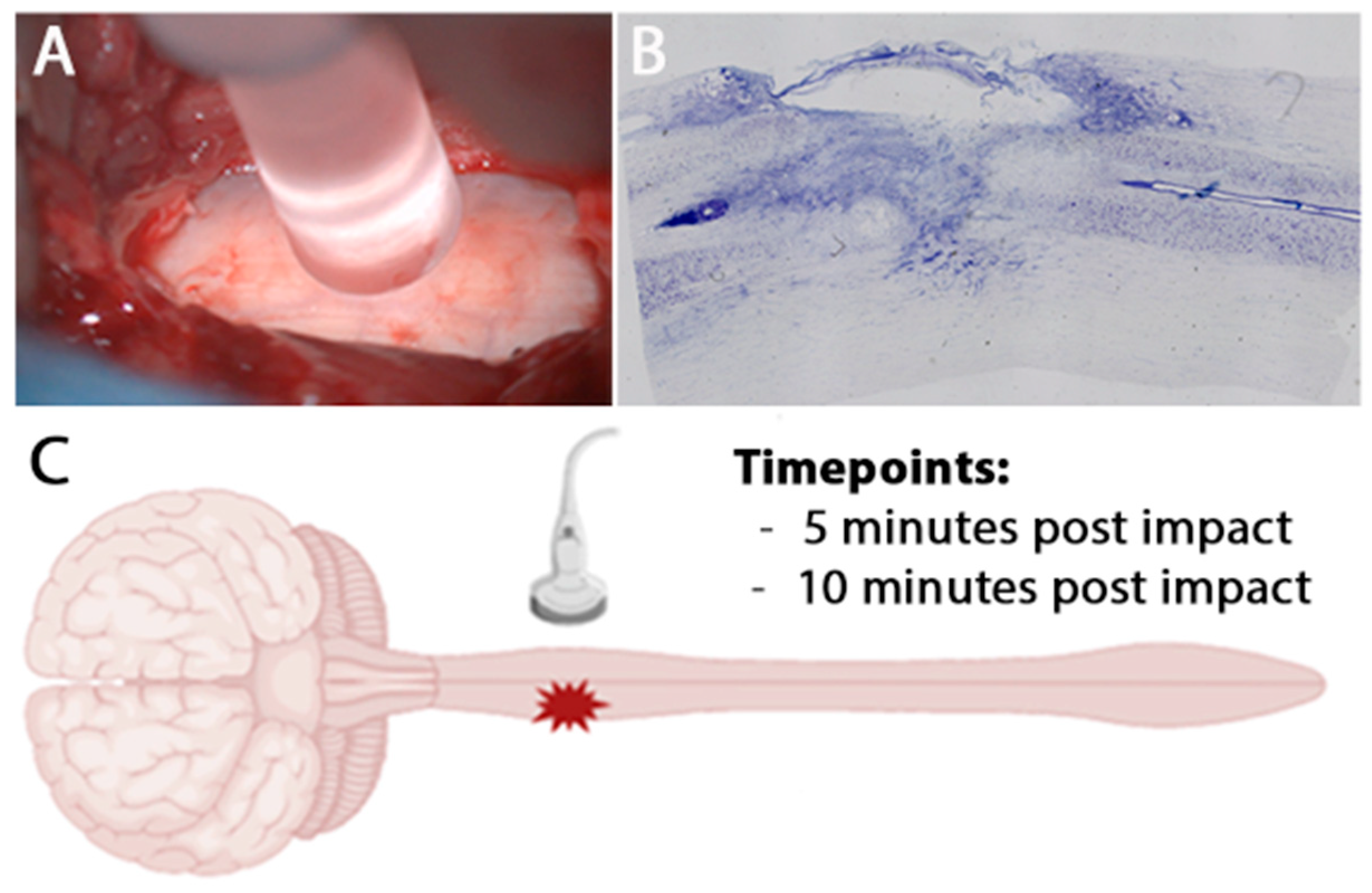 Brainsci 15 01005 g001