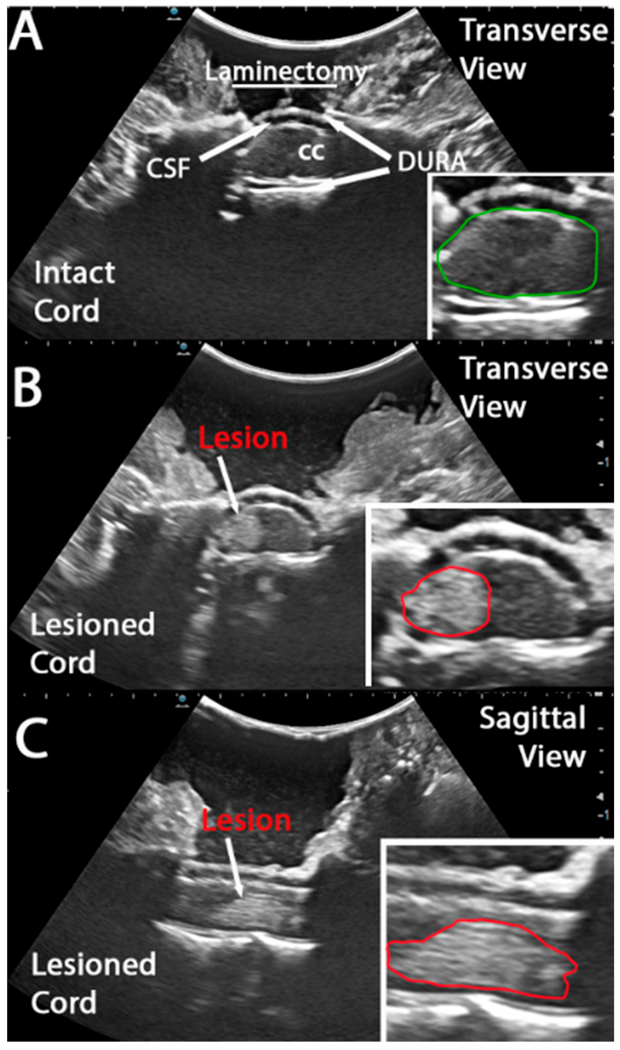 Brainsci 15 01005 g002