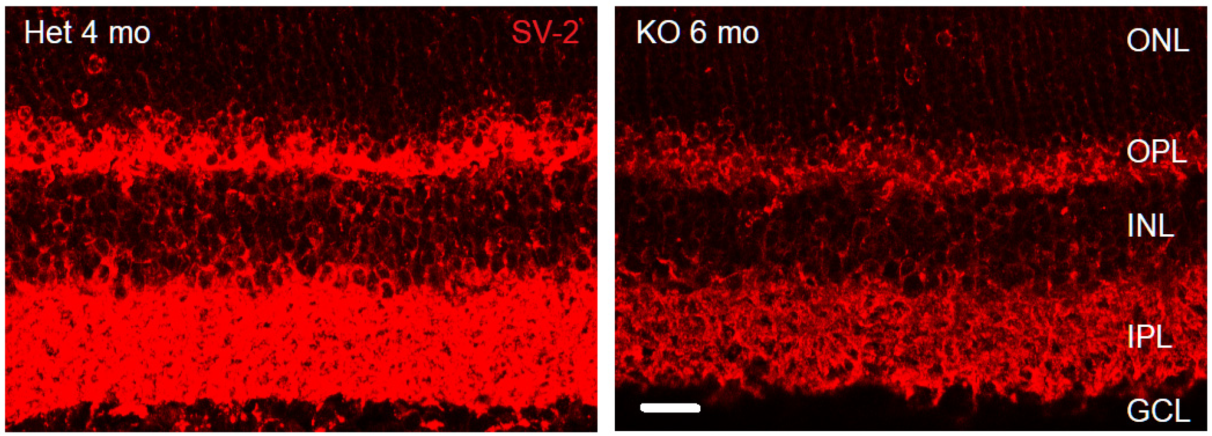 Brainsci 15 01024 g001 Brainsci 15 01024 g001