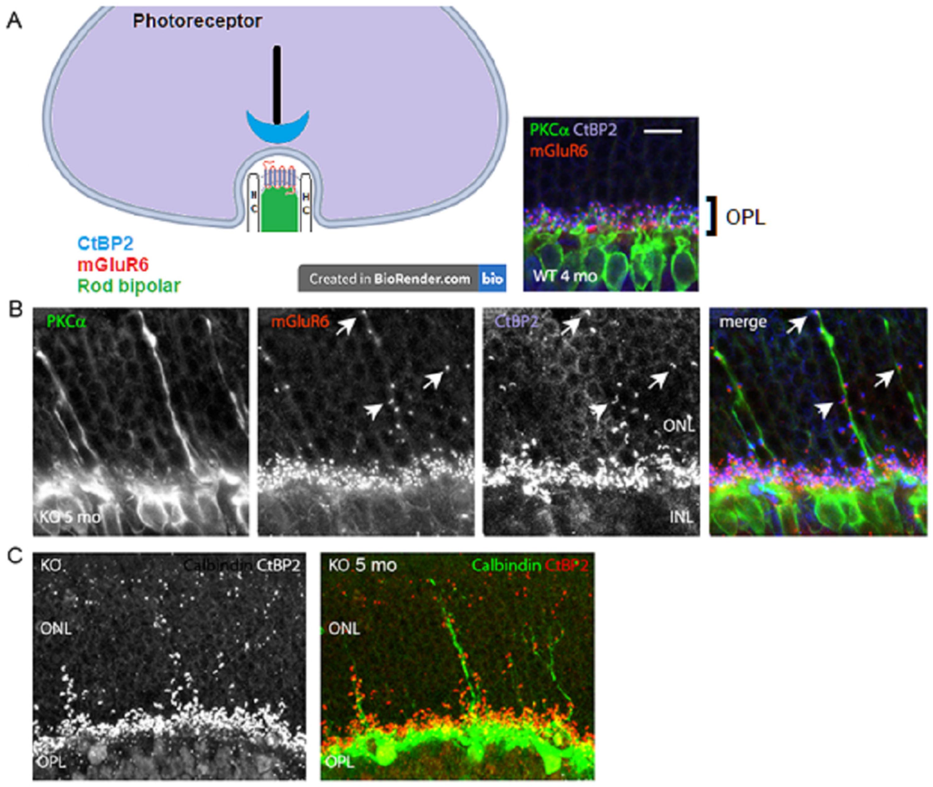Brainsci 15 01024 g004 Brainsci 15 01024 g004