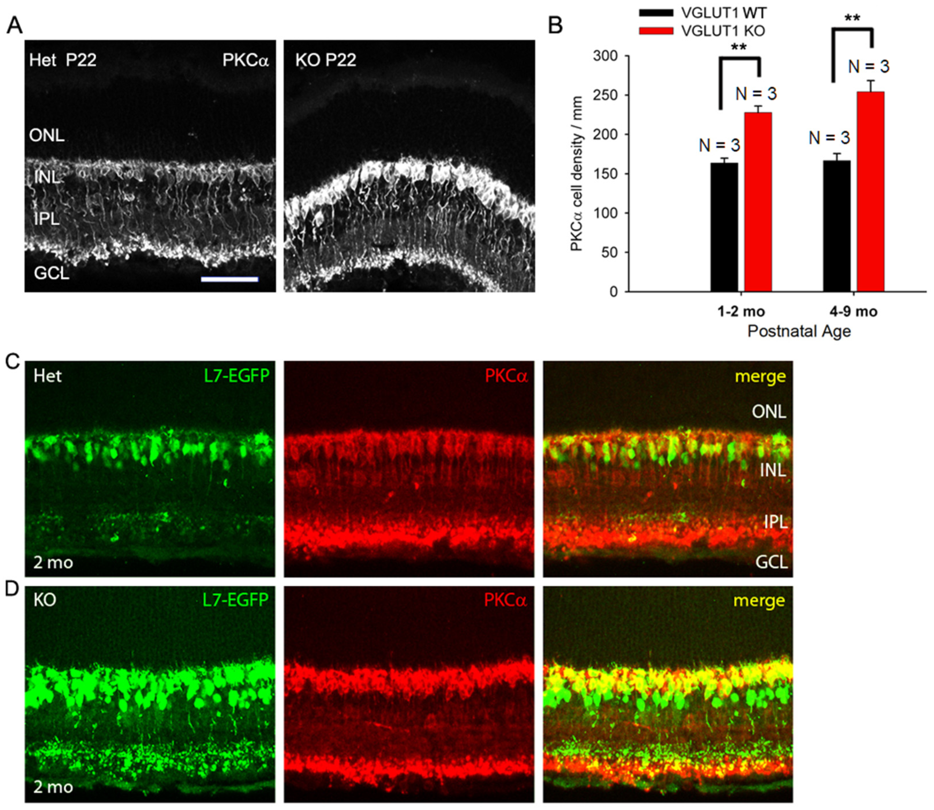 Brainsci 15 01024 g005 Brainsci 15 01024 g005