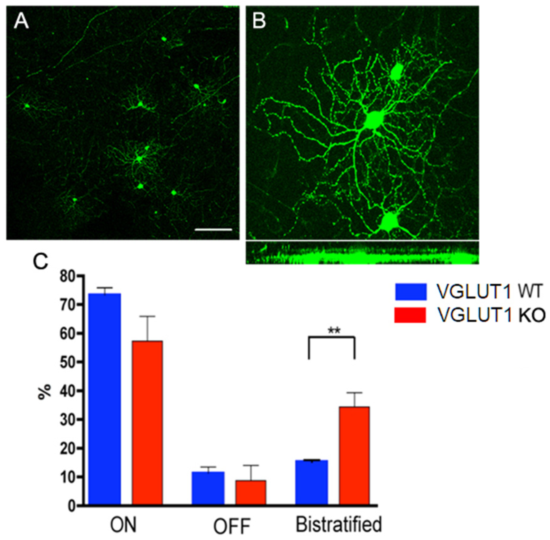 Brainsci 15 01024 g007 Brainsci 15 01024 g007