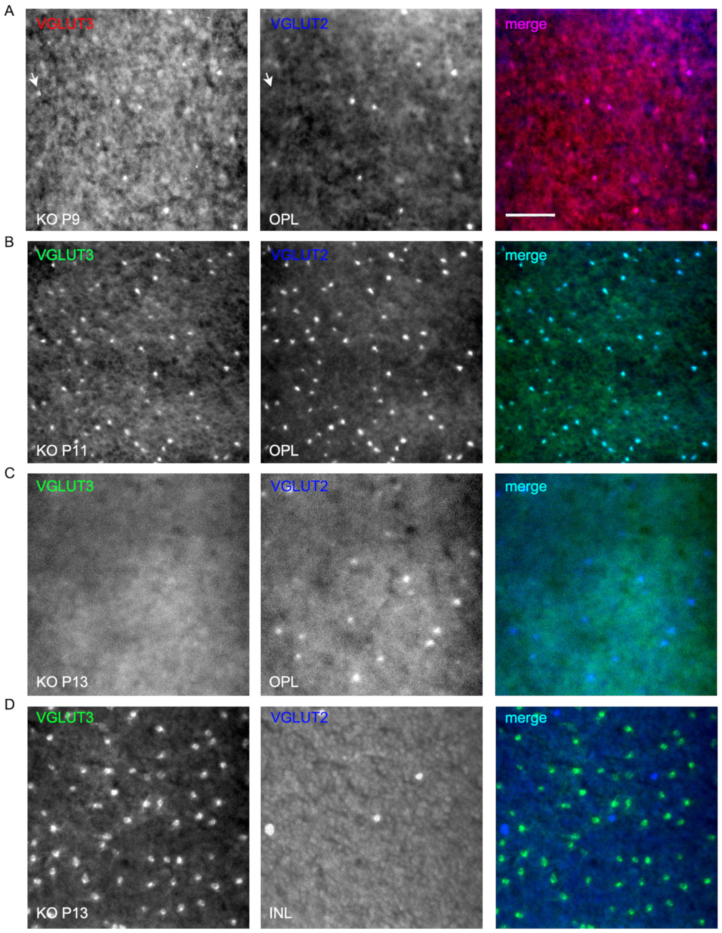 Brainsci 15 01024 g010 Brainsci 15 01024 g010