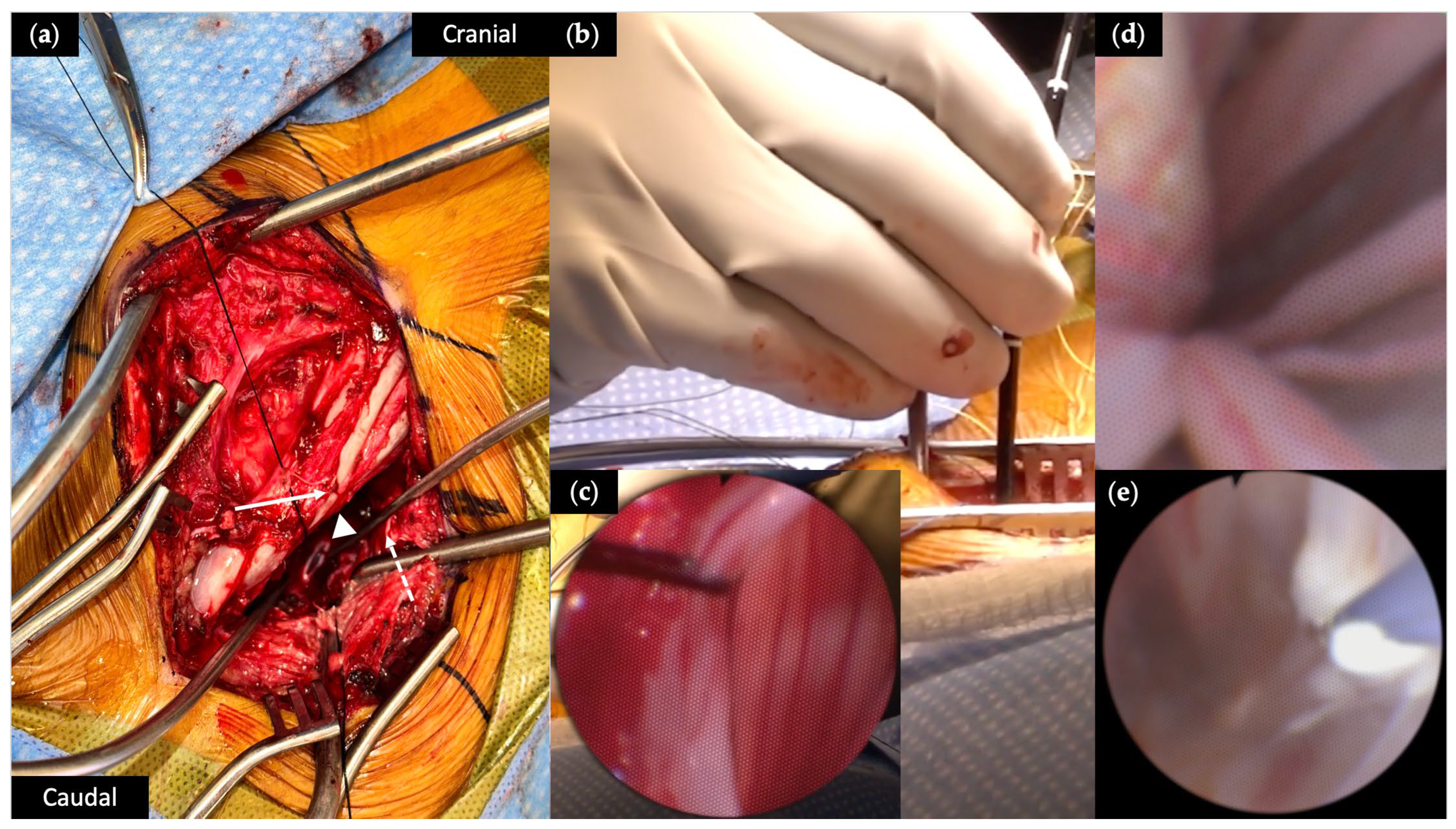 Brainsci 15 01030 g002 Brainsci 15 01030 g002