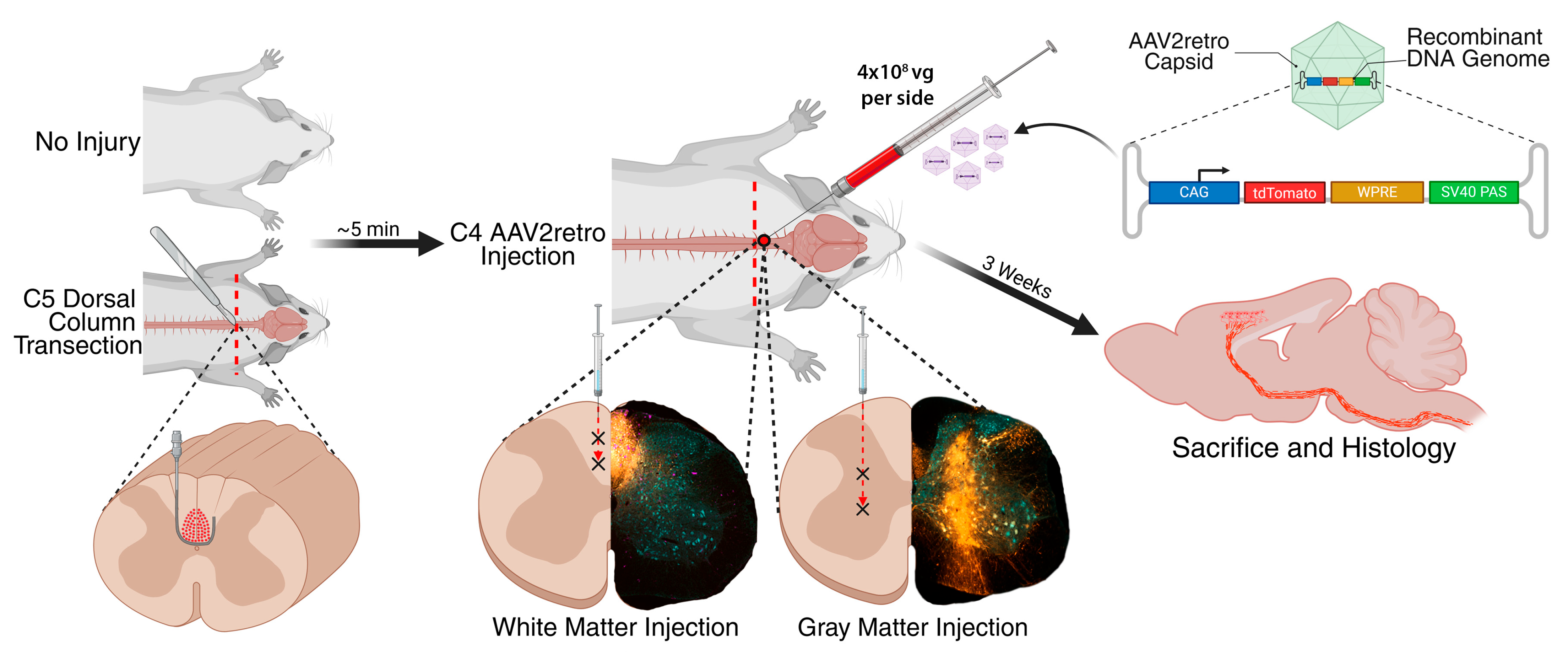 Brainsci 15 01058 g001 Brainsci 15 01058 g001