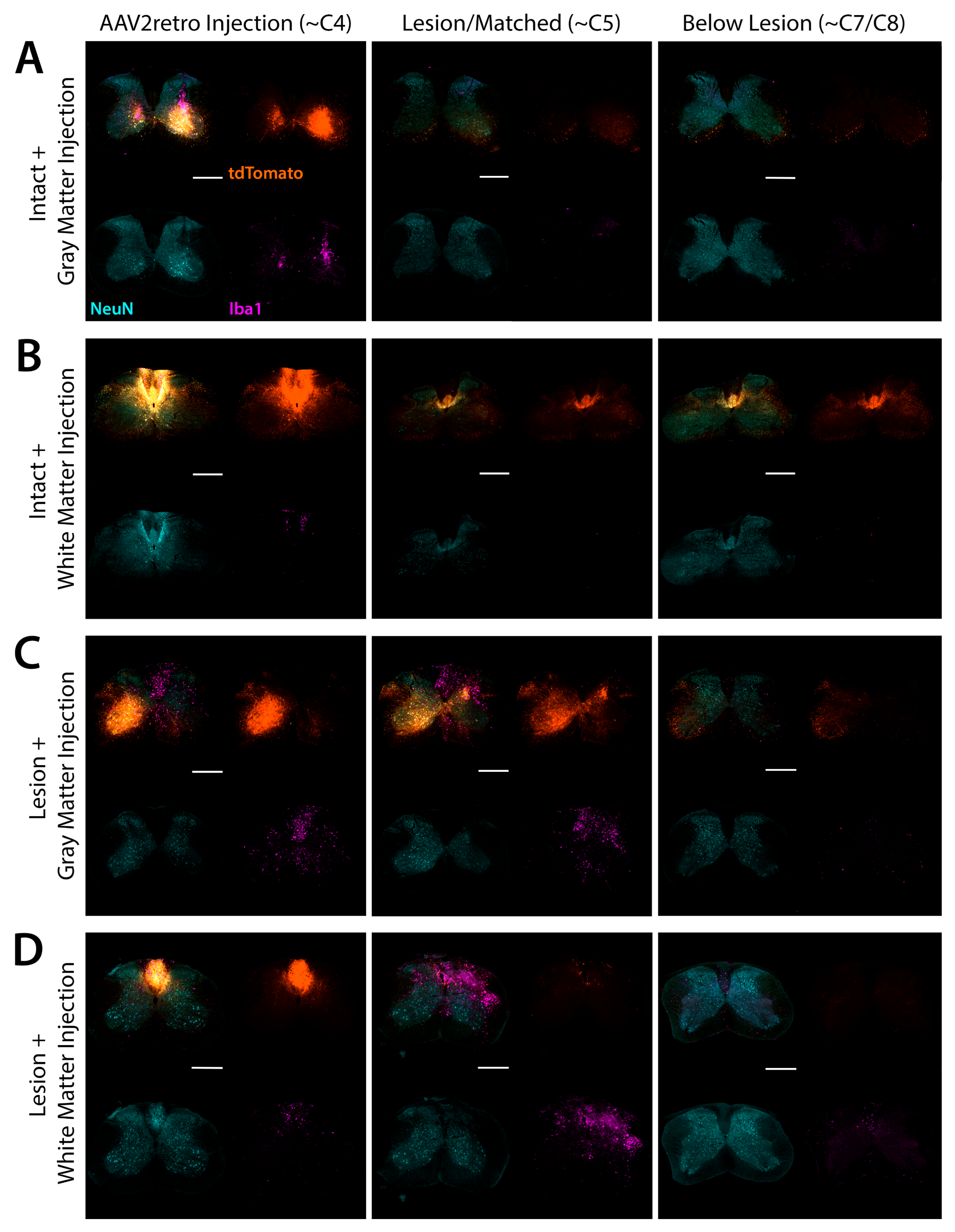 Brainsci 15 01058 g004 Brainsci 15 01058 g004
