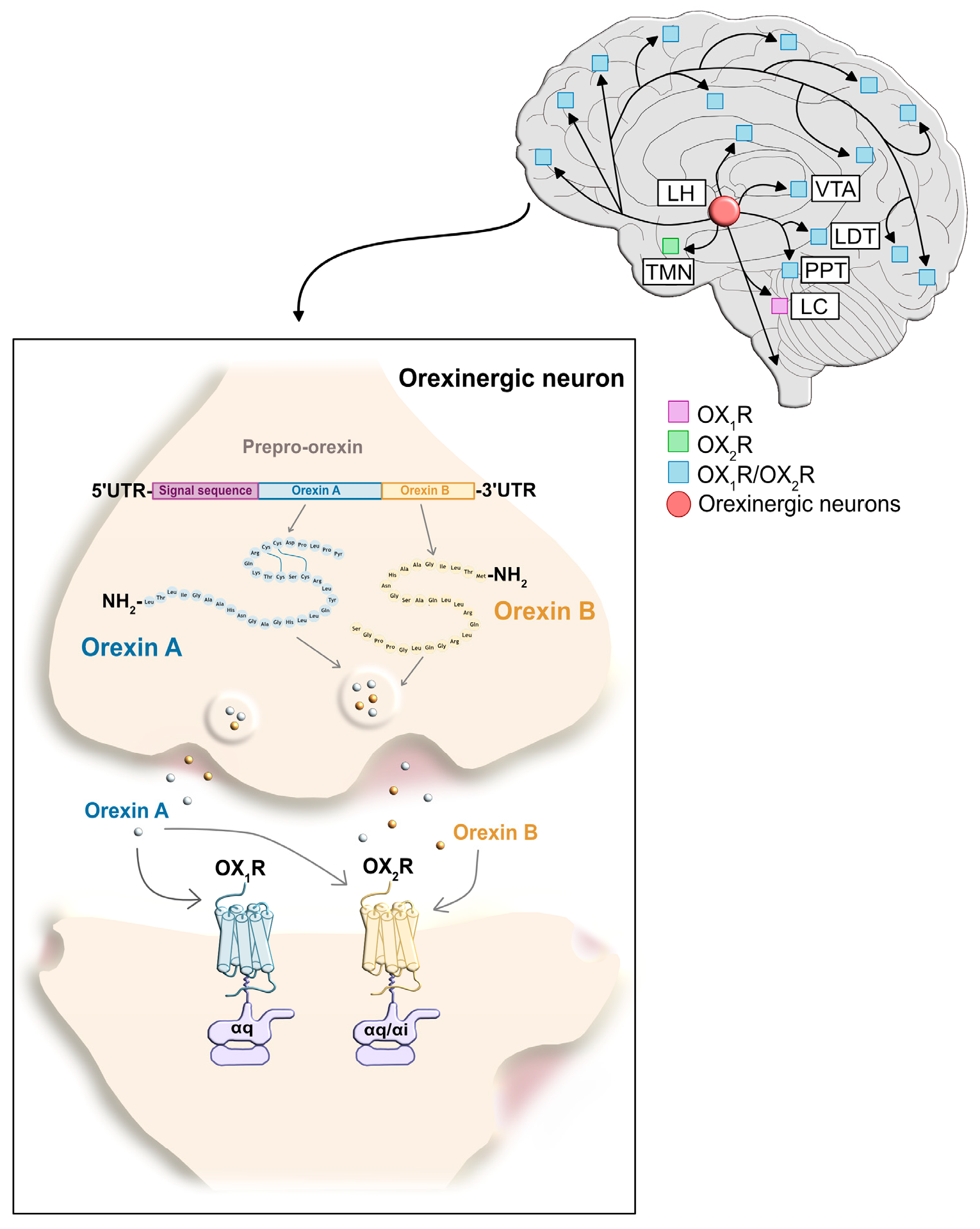 Brainsci 15 01105 g001