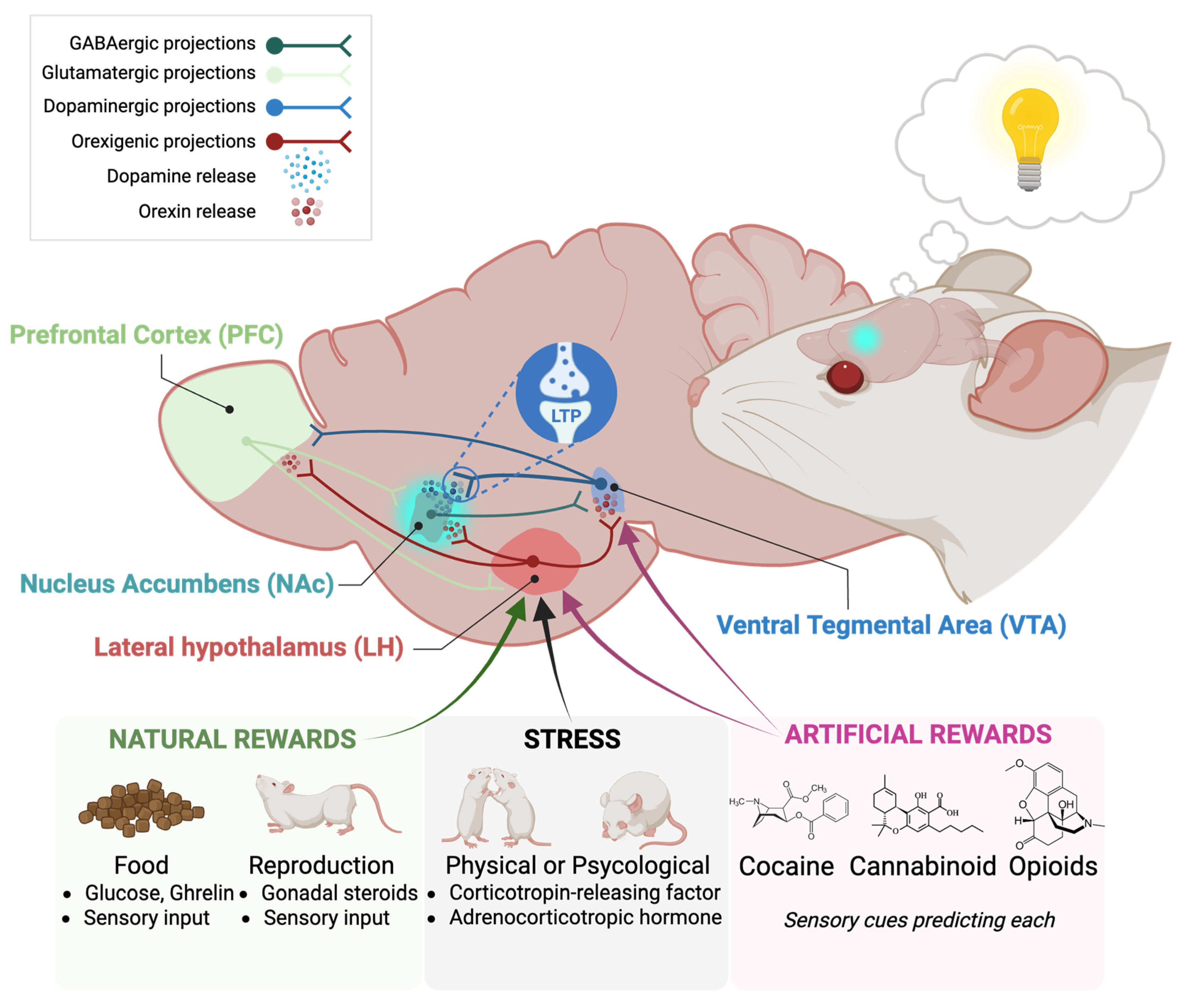 Brainsci 15 01105 g002