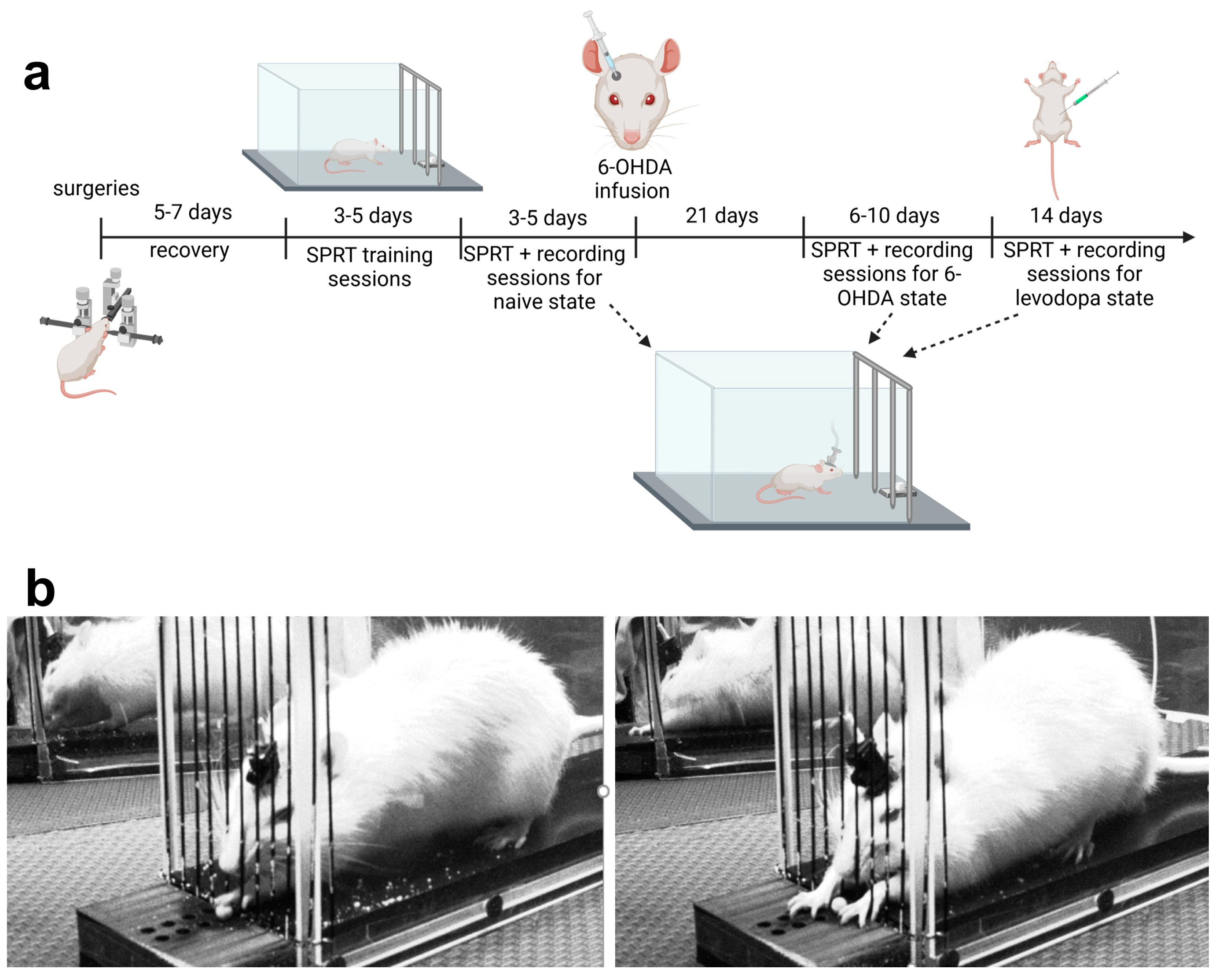 Brainsci 15 01123 g001 Brainsci 15 01123 g001