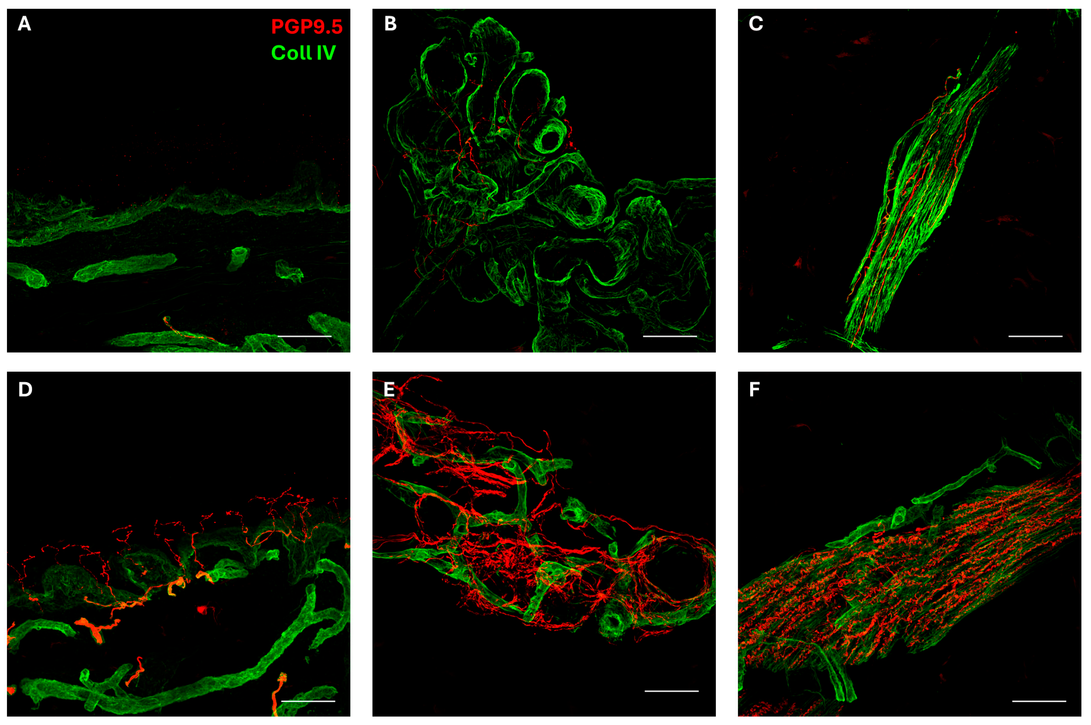 Brainsci 15 01163 g001 Brainsci 15 01163 g001