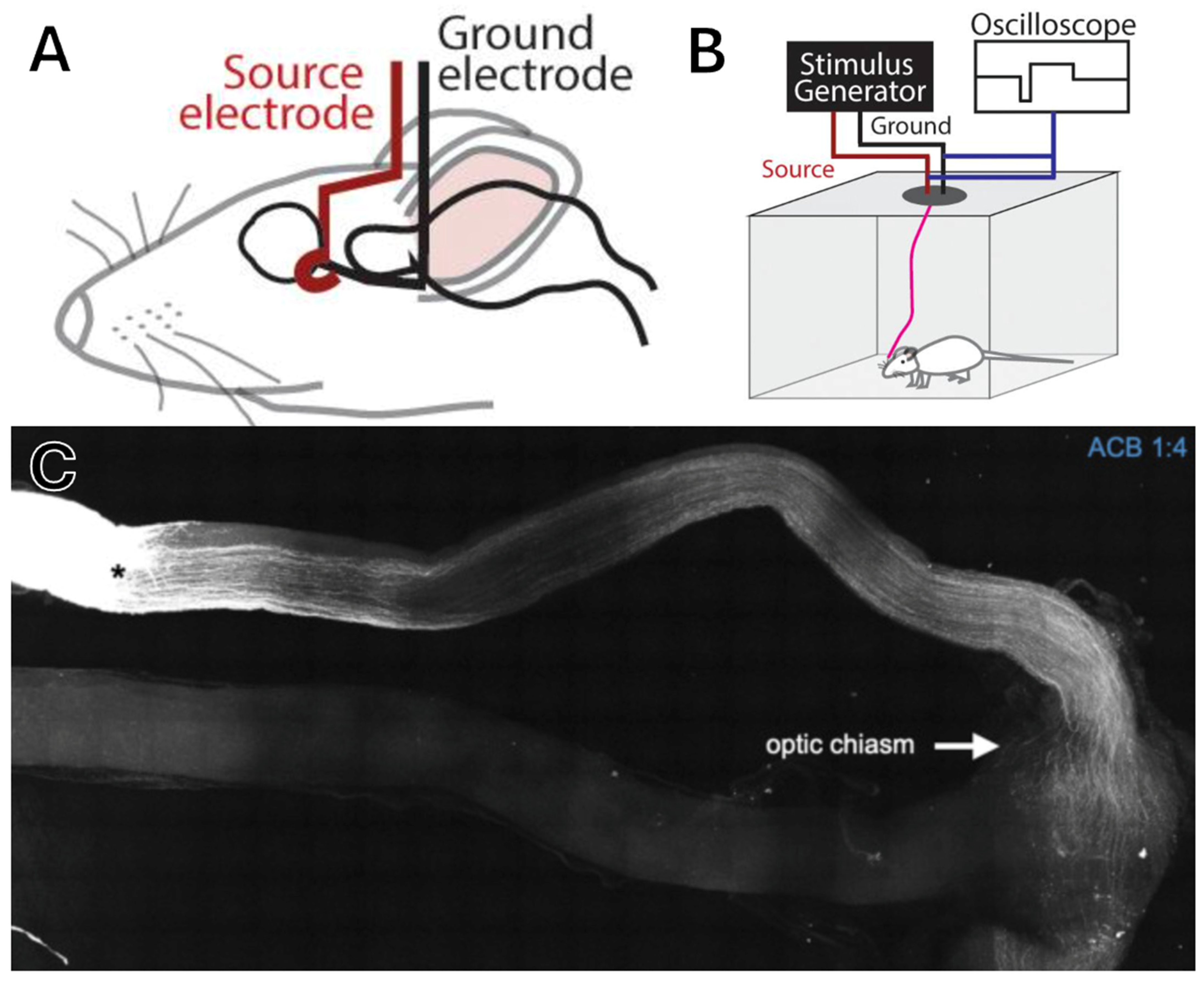 Brainsci 15 01170 g005