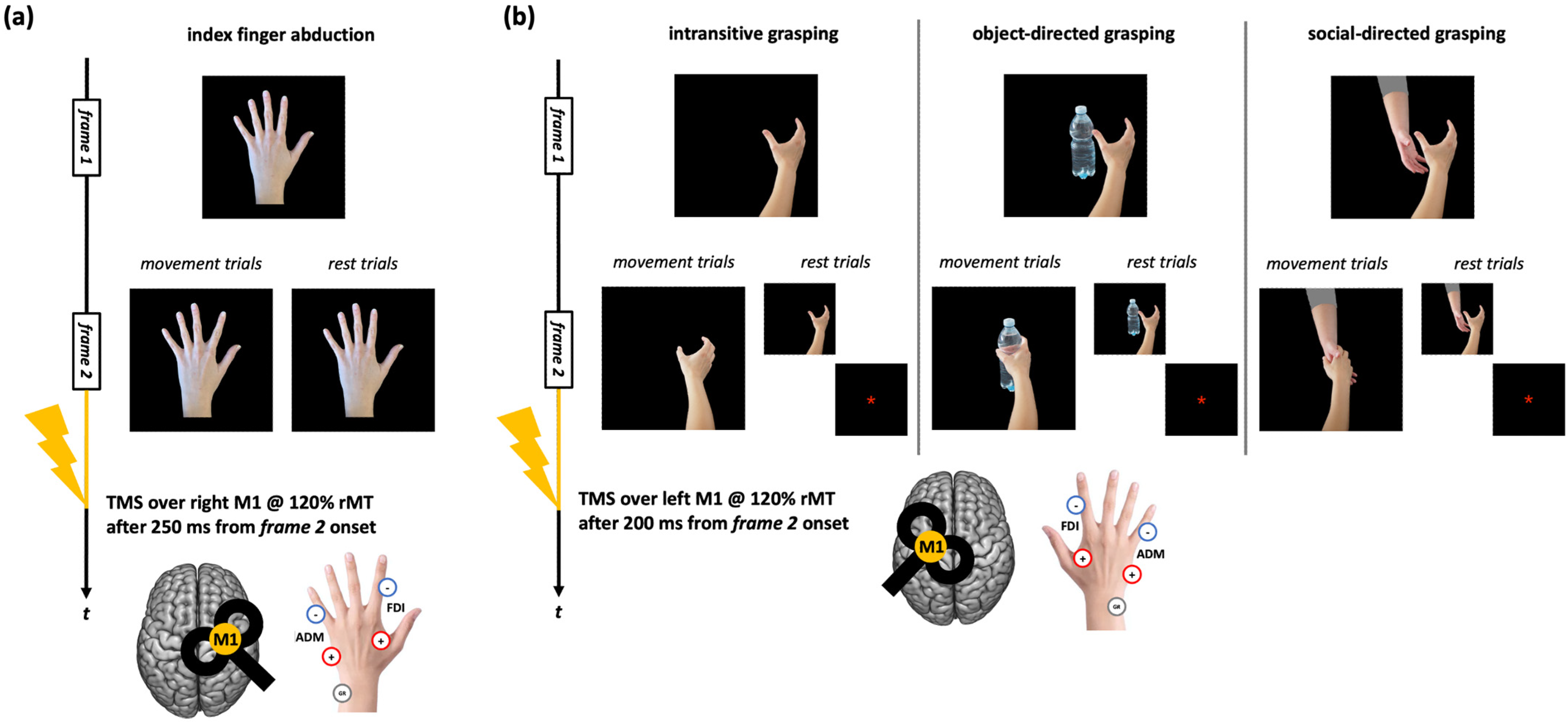 Brainsci 15 01174 g001 Brainsci 15 01174 g001